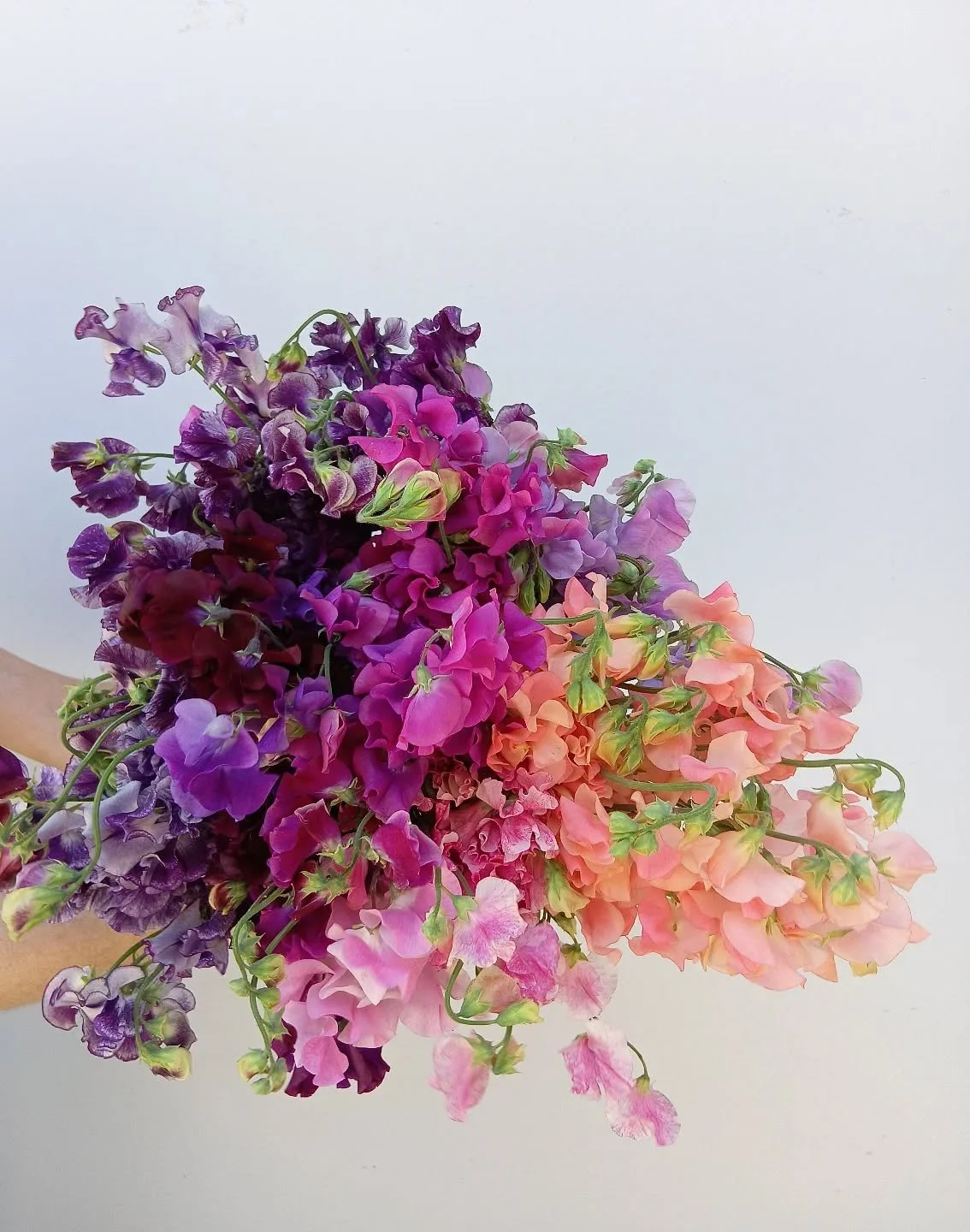 It's market day! There are so many pretty flowers in today, like these Sweet Peas. Open til 5 pm. See you soon 💖💖