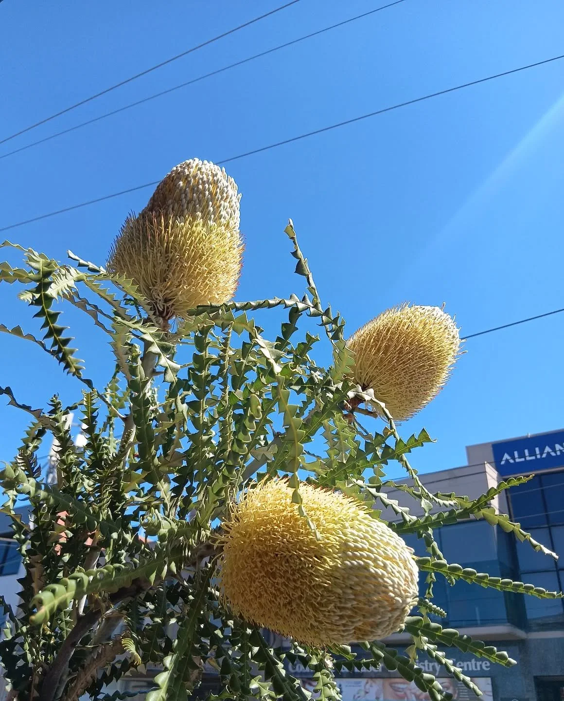 We are closed on Sundays for the remainder of January. 

Closed tomorrow 18/1 
Closed Sunday 25/1

Back to regular Sunday trading on February 1st! 

Hope you all enjoy some sunshine this weekend ☀️☀️