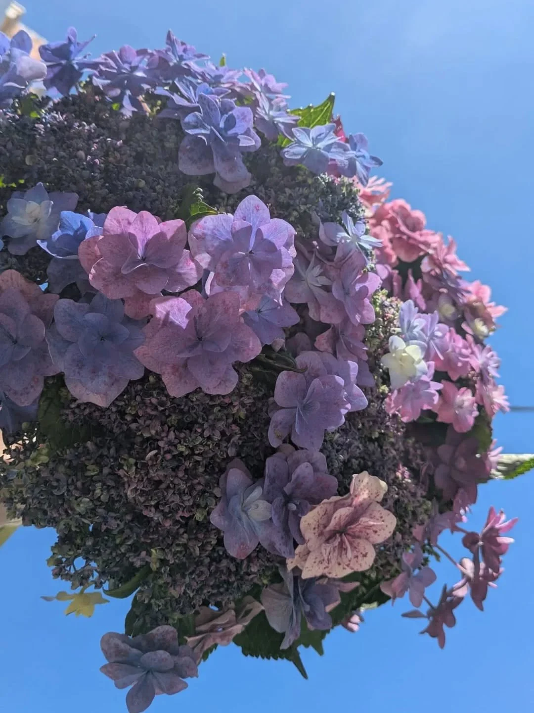 A moment for this Hydrangea ✨️✨️

We are open our normal hours for this long weekend!
Here until 3 today. 

Open 9 - 2 tomorrow! 

Closed as usual on Monday, the public holiday.