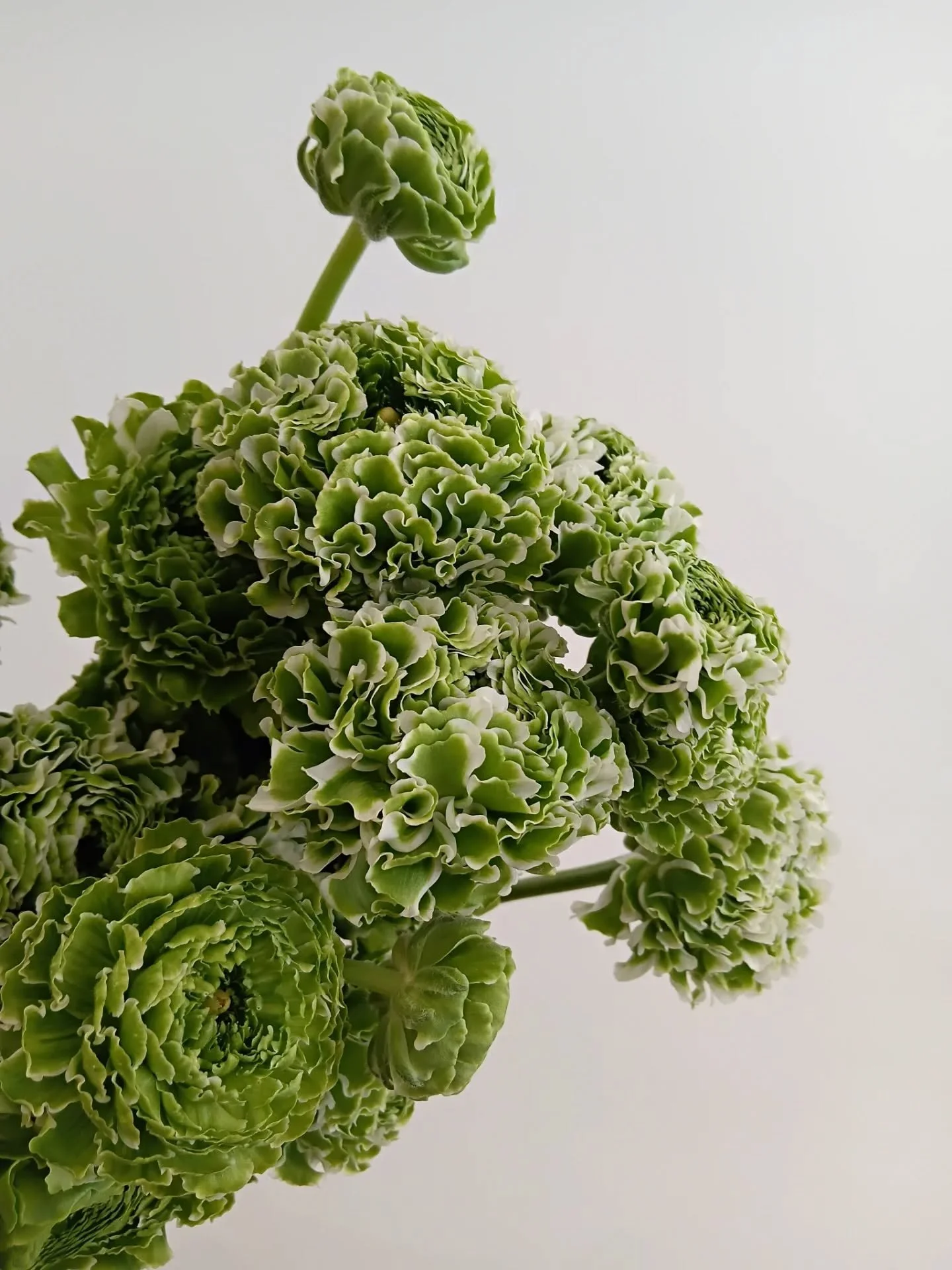 New favourite Ranunculus! Koi 💚💚
Photos don't show just how special they are..