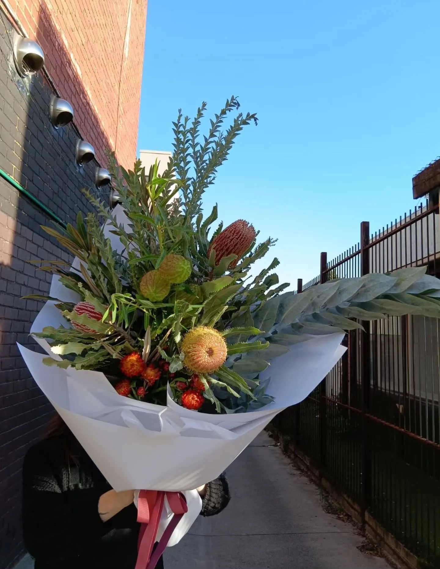 Banksia Menziesii + Strawflower + Macrocarpa + Swan Bush + Knife Wattle ☀️☀️