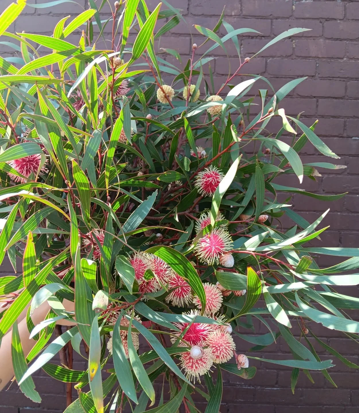 Hakea Laurina ✨️ today's favourite!!