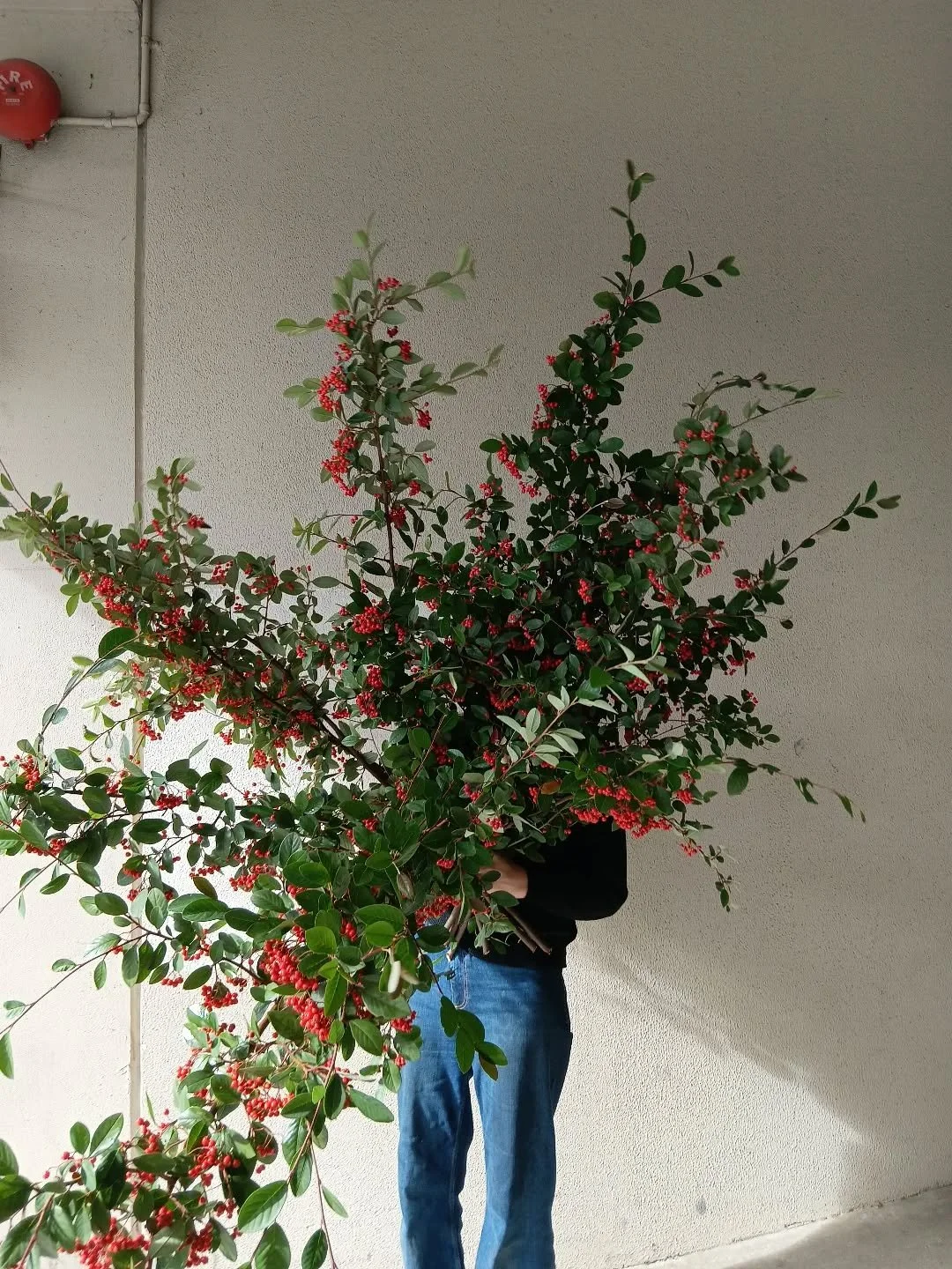 Cotoneaster ❤️