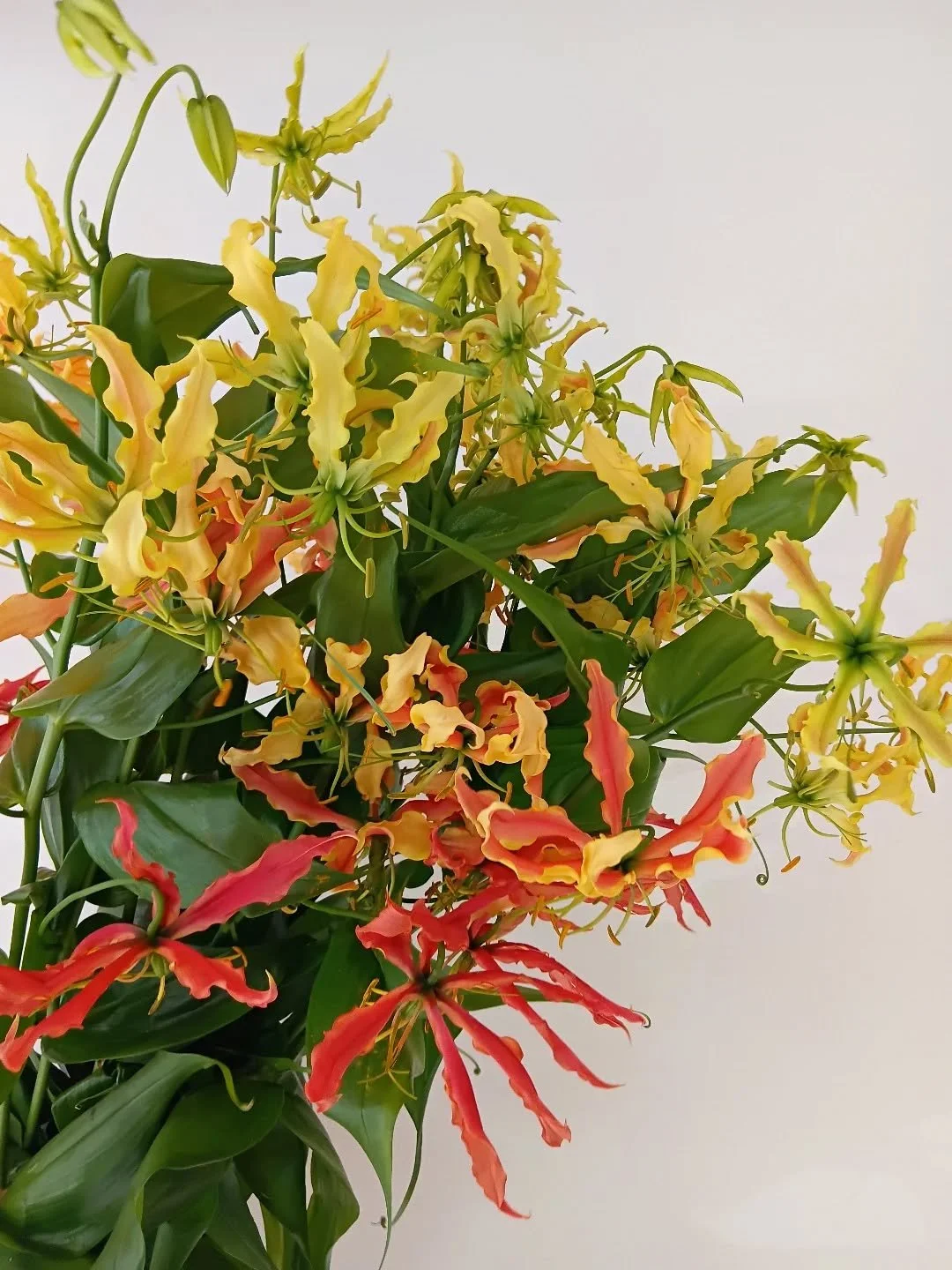 It's a very good market day today... incredible Japanese Glorisa Lilies in the studio! 🔥🔥