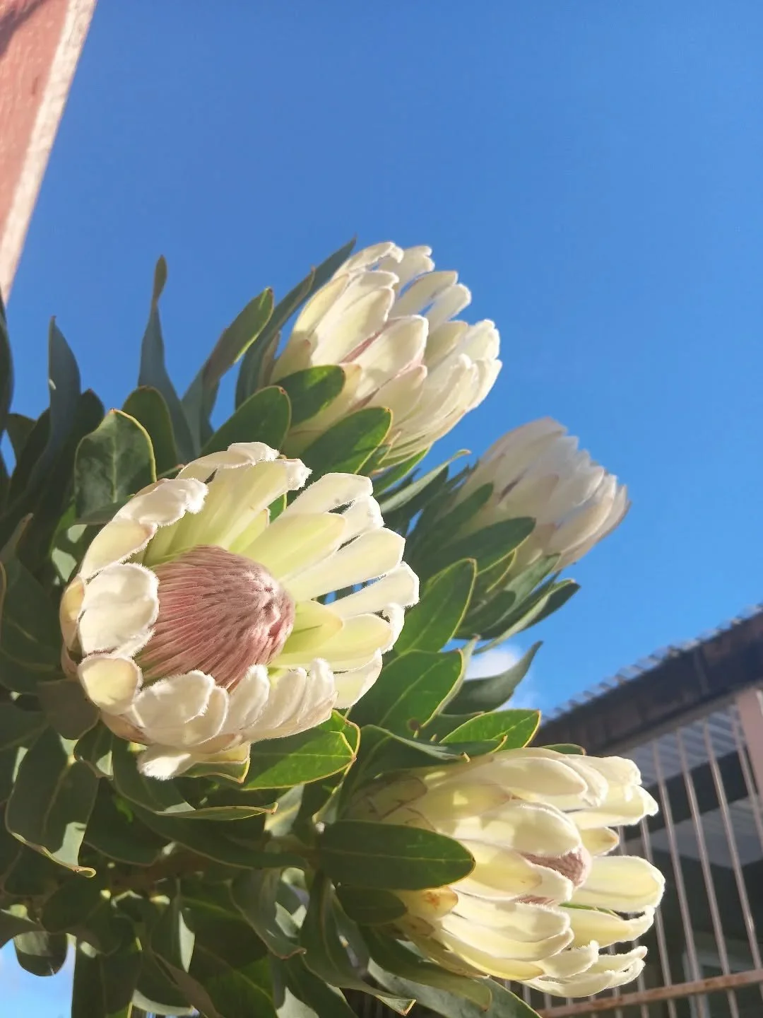 Protea 'Donna' shining in the sun! ☀️☀️
It's a beautiful weekend to buy flowers, we're open til 3 pm today, then open again tomorrow 9 - 2! See you soon 🤍