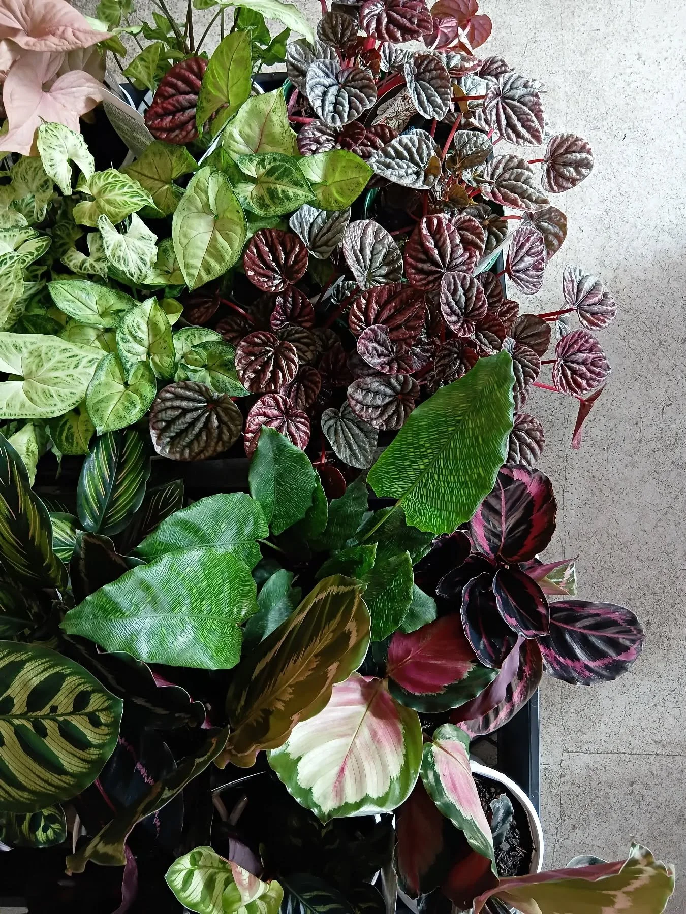 We've been plant shopping! 🌿🌿