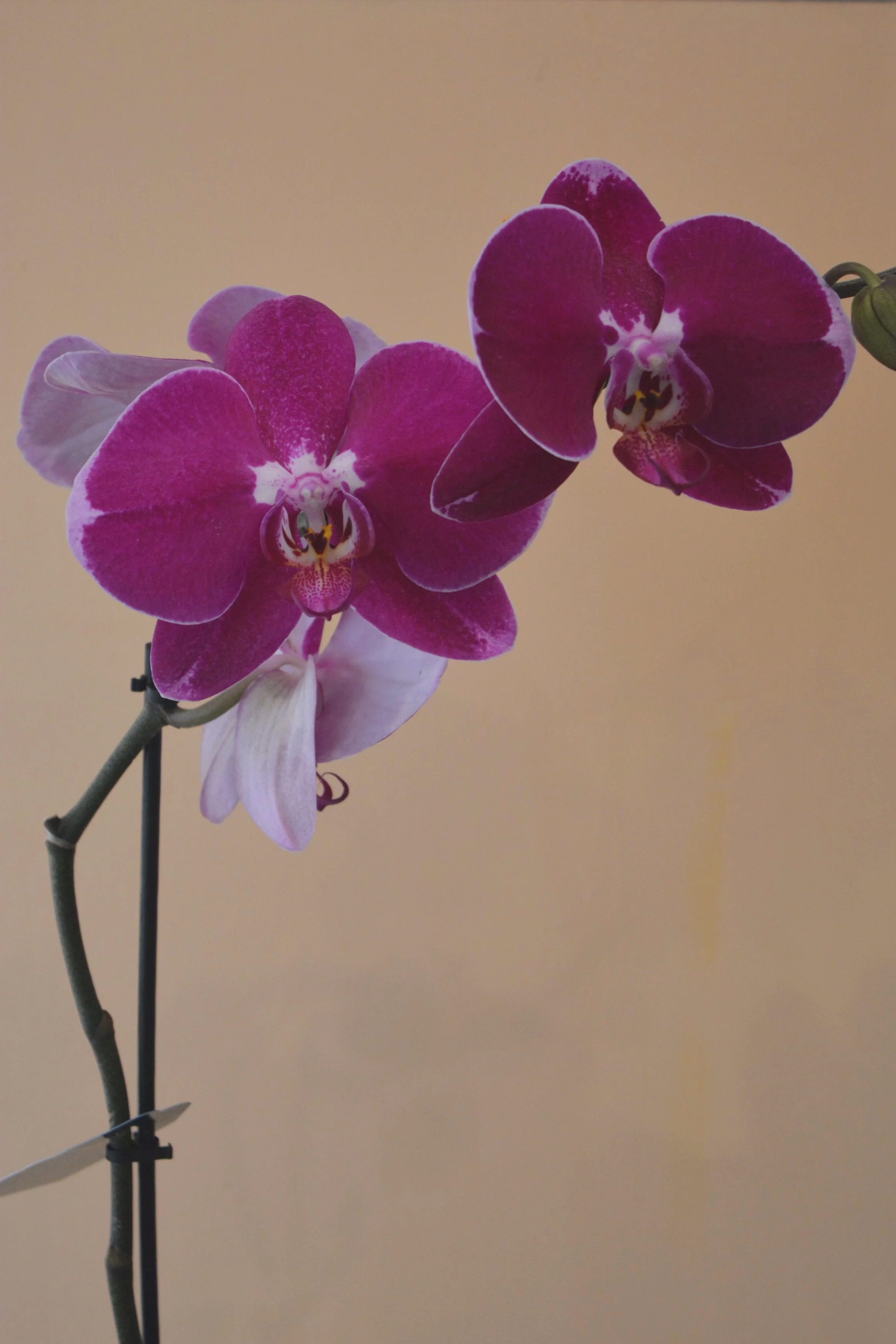 Phaelaenopsis Orchid Plant