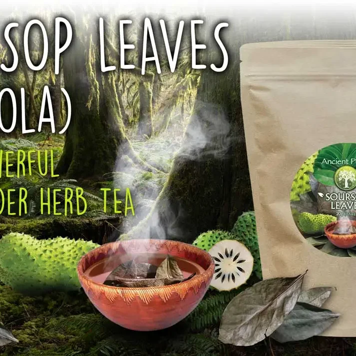 Ancient Purity Soursop Leaves herbal tea for natural wellness and traditional botanical support.webp