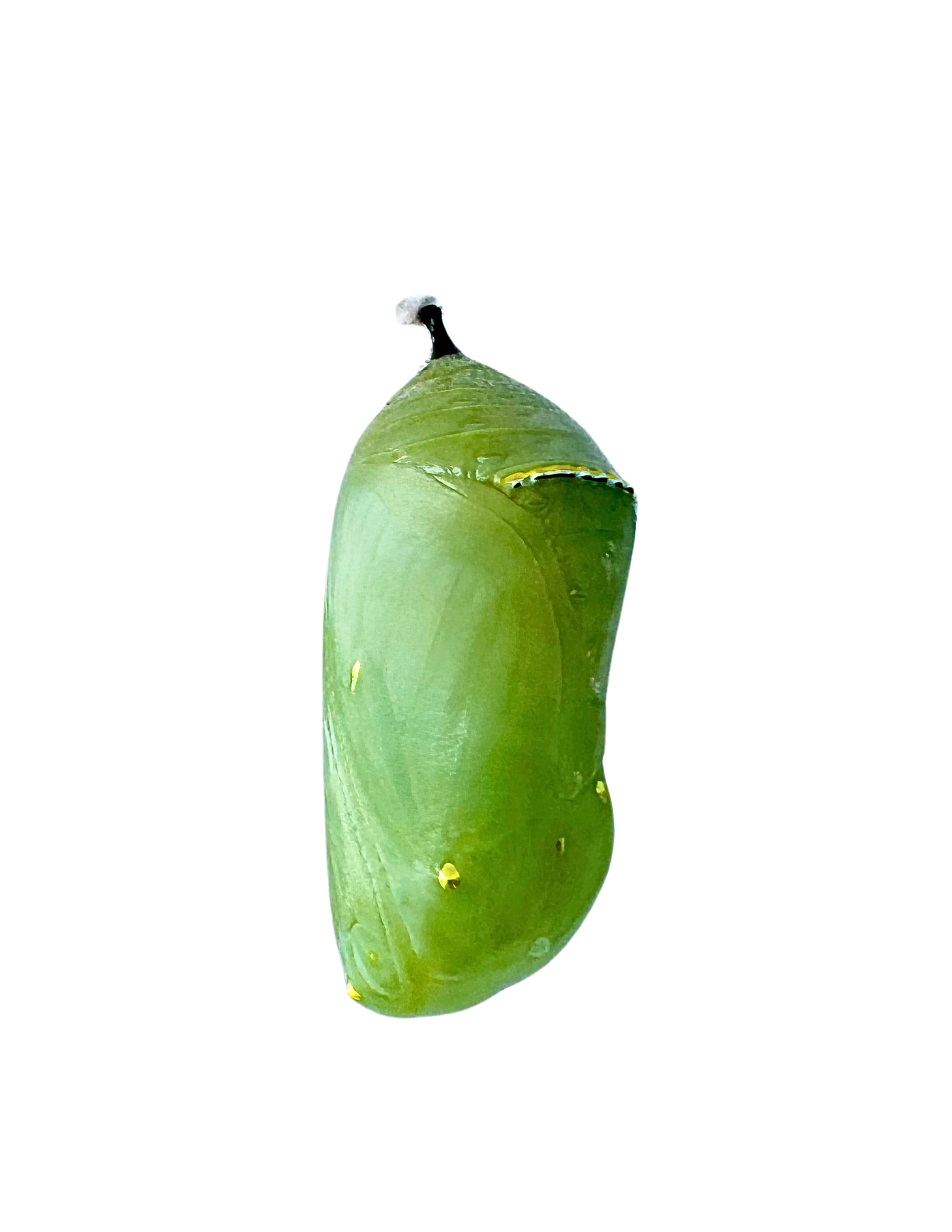 Monarch butterfly chrysalis example - What is a Chrysalis - Chrysalis Design Studio