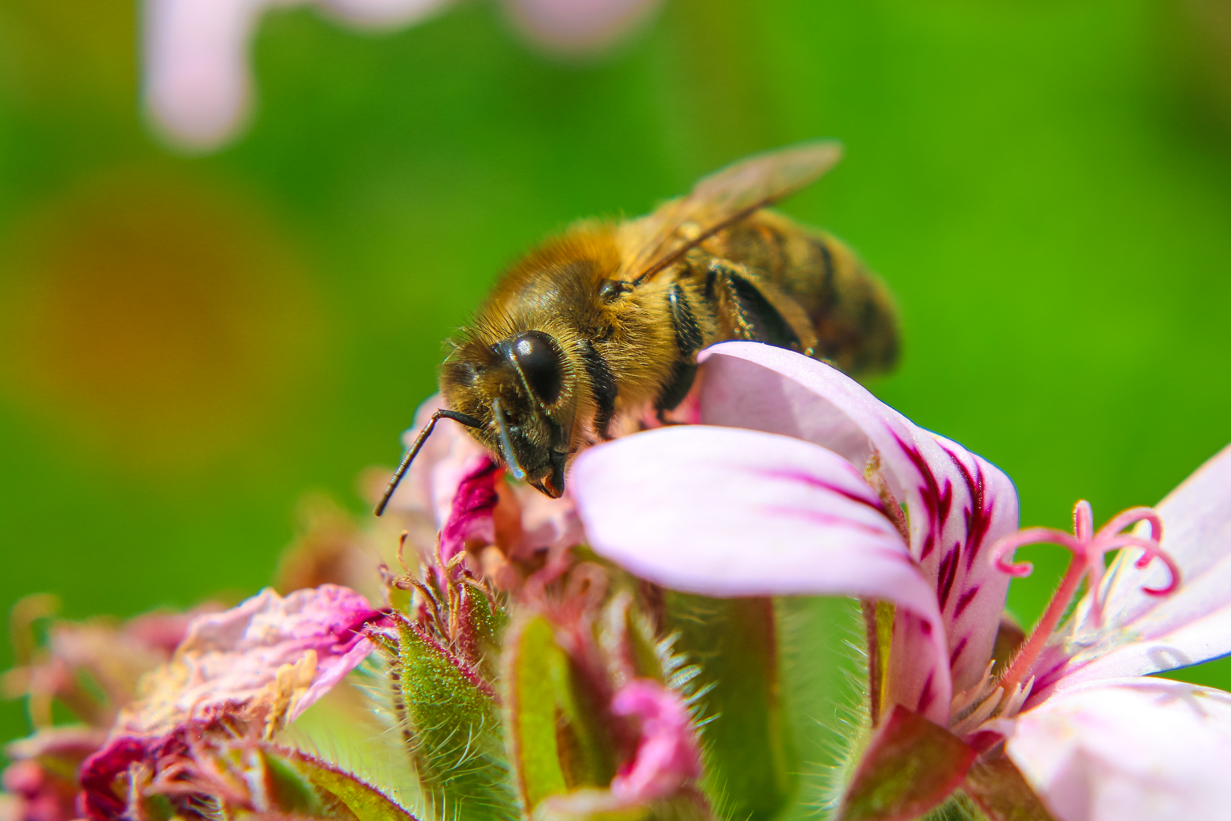 Busy Bee - Maui Photography