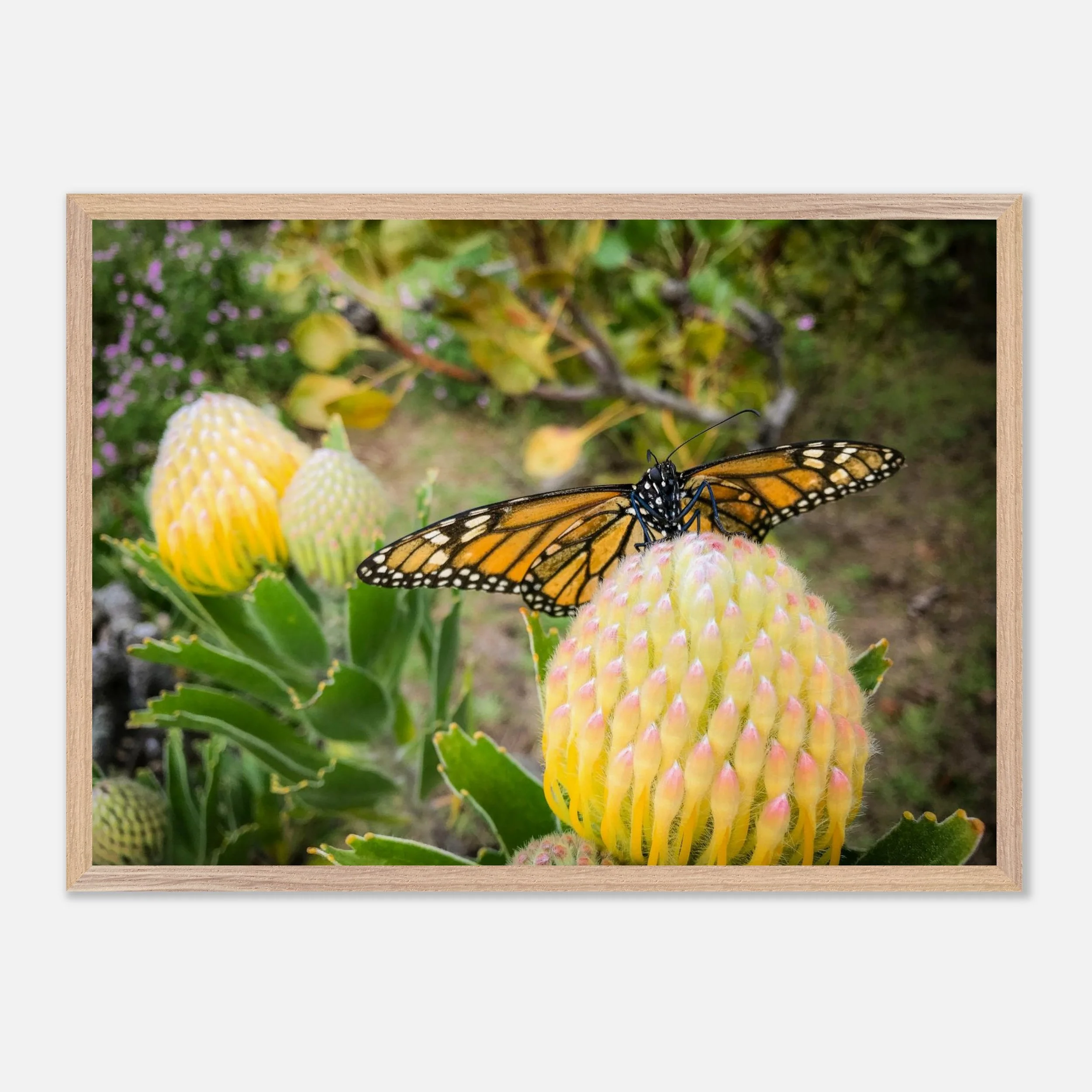 Beatrice the Butterfly - Premium Framed Museum-Quality Matter Paper Example - 20x28 inch size - Chrysalis Design Studio - Maui Photography.jpeg