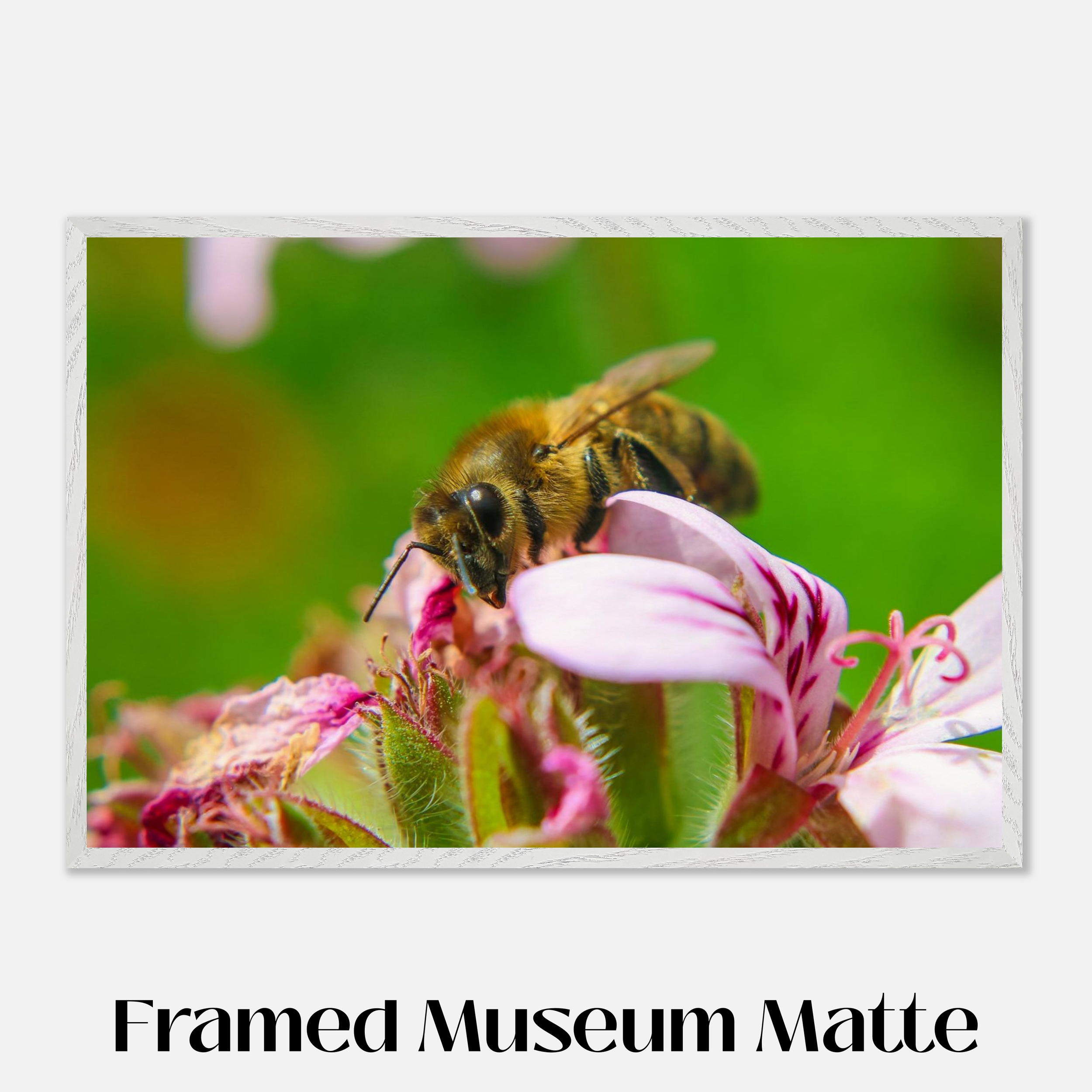 Busy Bee - White Framed Museum Matte Print Mockup - 24x36 inch size - Chrysalis Design Studio - Maui Photography - Labeled.png