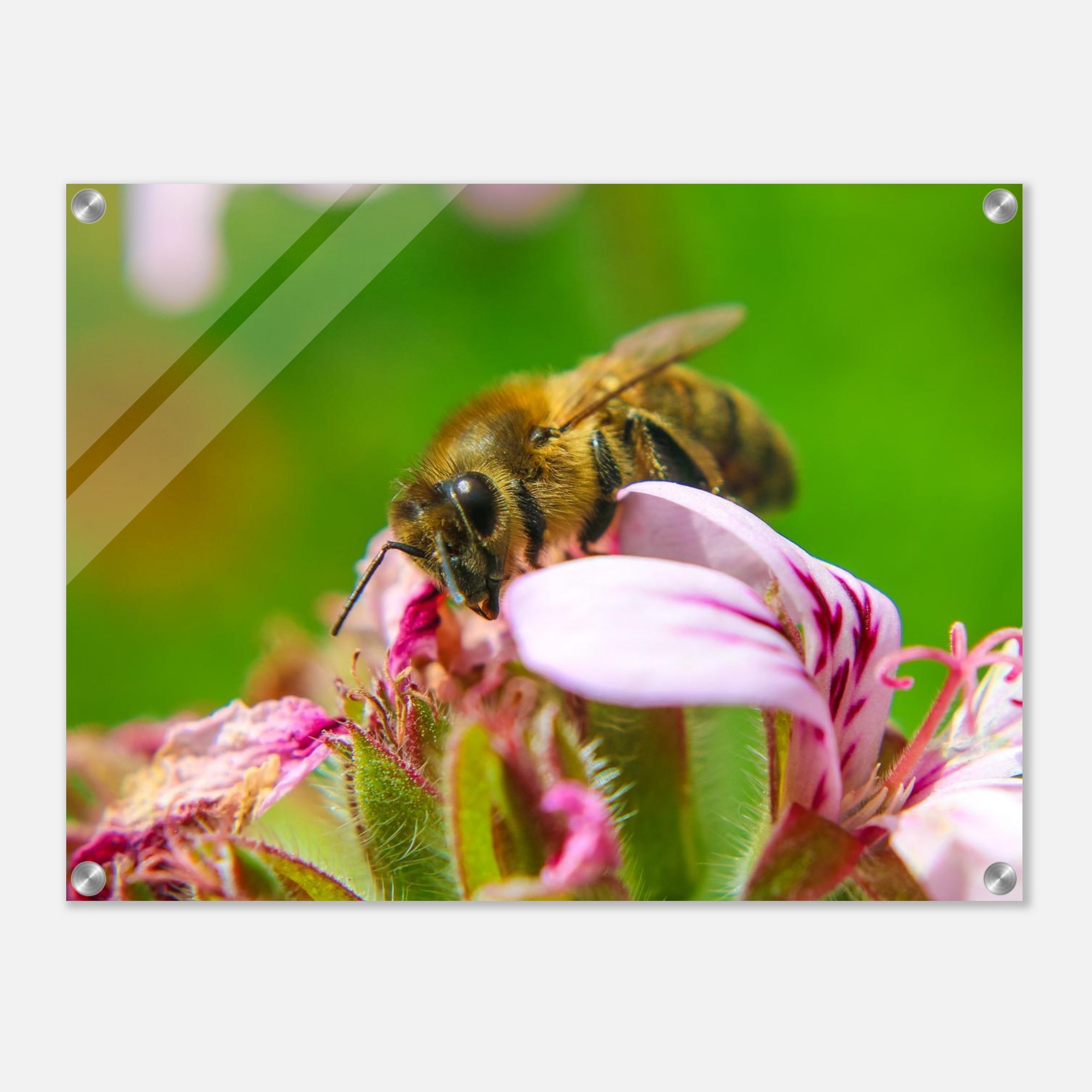 Busy Bee - Acrylic Print Mockup - 18x24 inch size - Chrysalis Design Studio - Maui Photography.jpeg