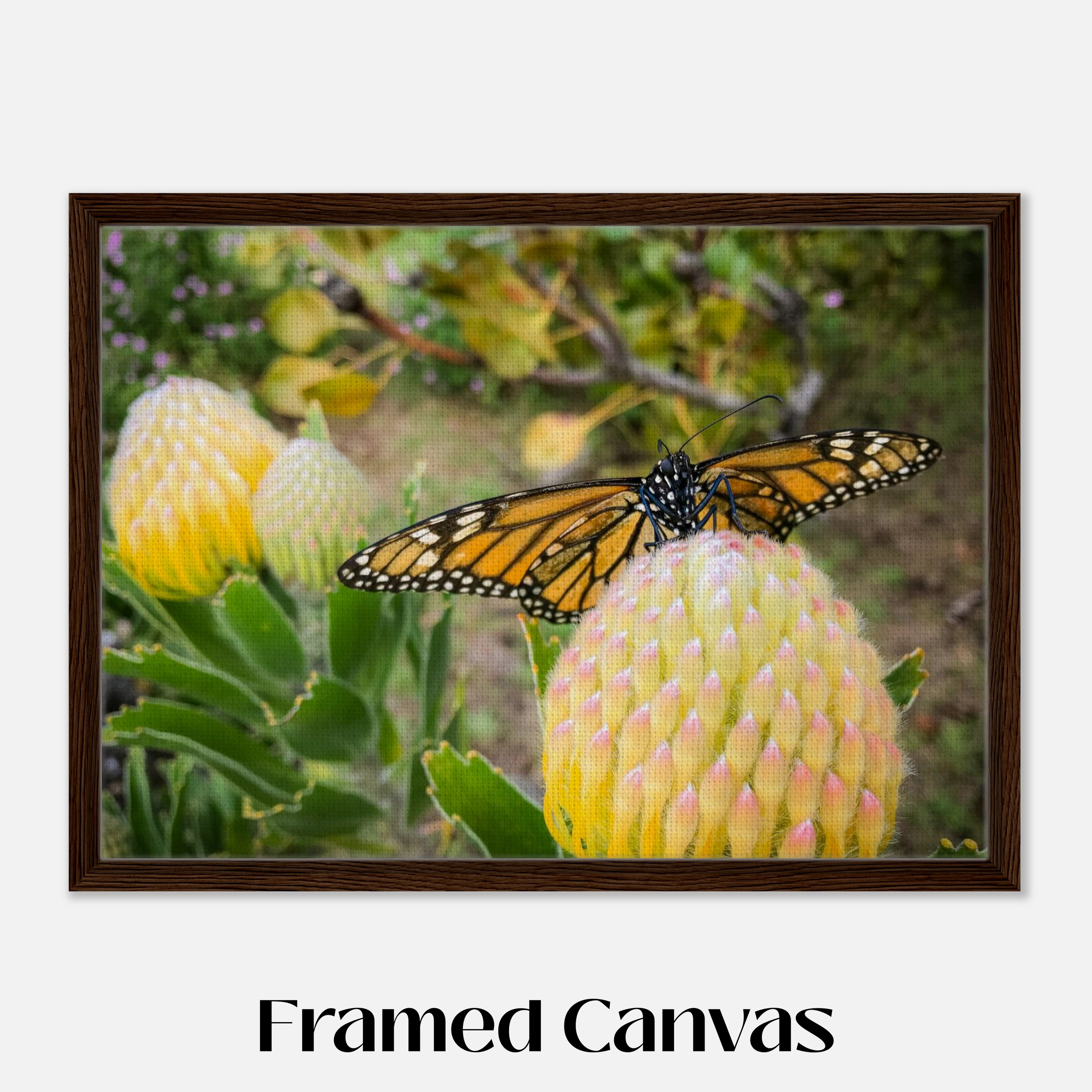 Beatrice the Butterfly - Framed Canvas Example - Dark Wood - 22x30 inch size - Chrysalis Design Studio - Maui Photography - Labeled.png