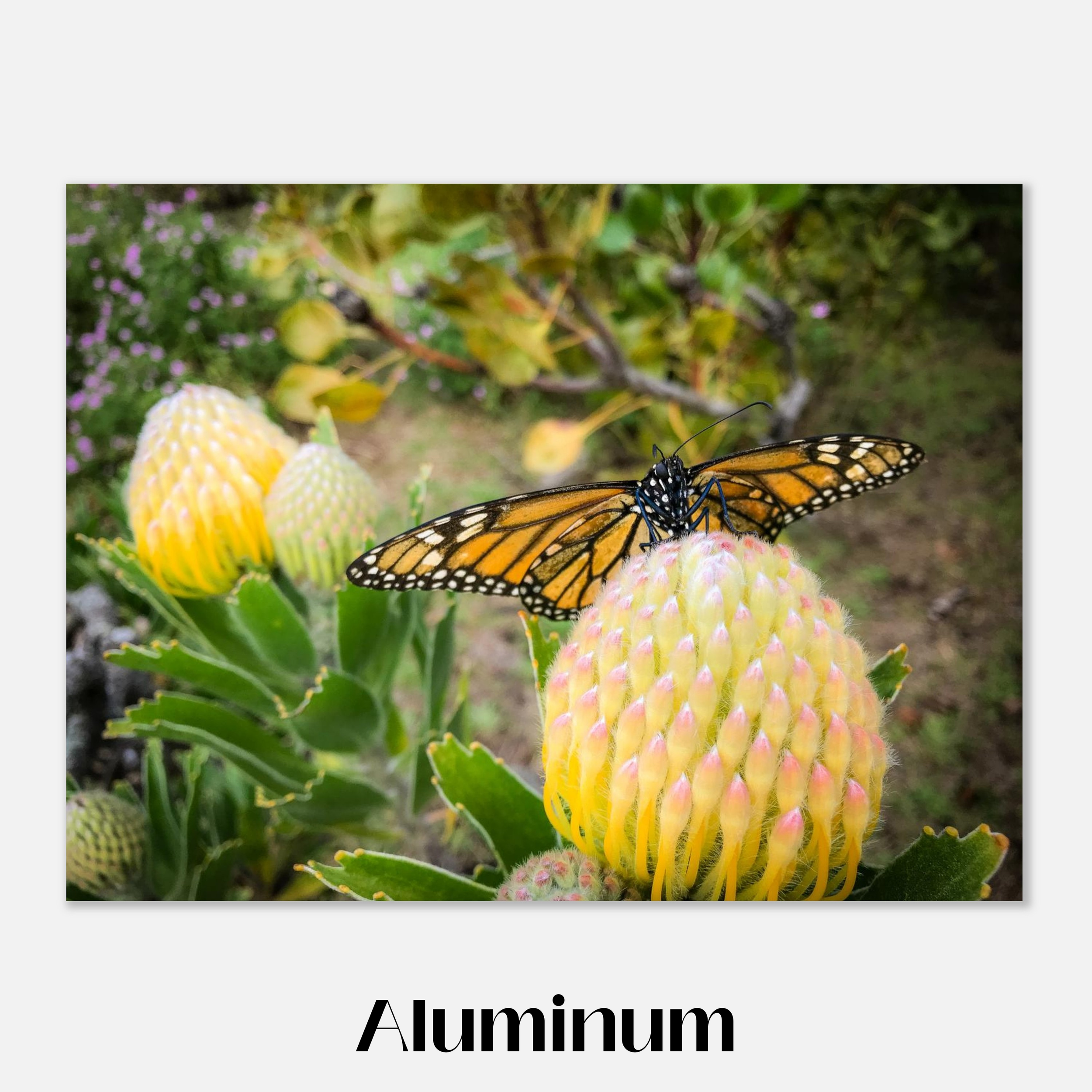 Beatrice the Butterfly - Aluminum Print Example - 24x32 inch size - Chrysalis Design Studio - Maui Photography - Labeled.png