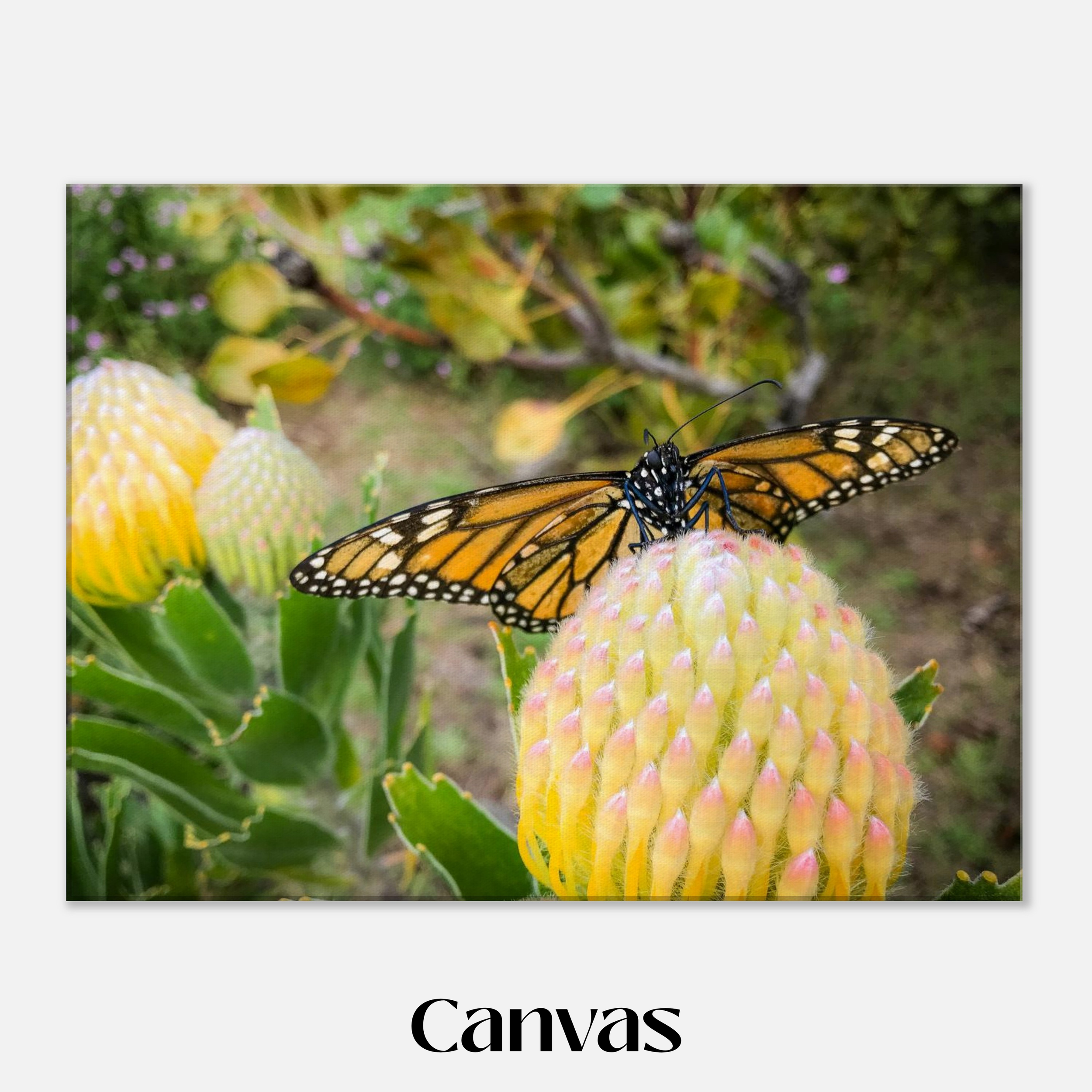 Beatrice the Butterfly - Canvas Print Thick Example - 18x24 inch size - Chrysalis Design Studio - Maui Photography - Labeled.png