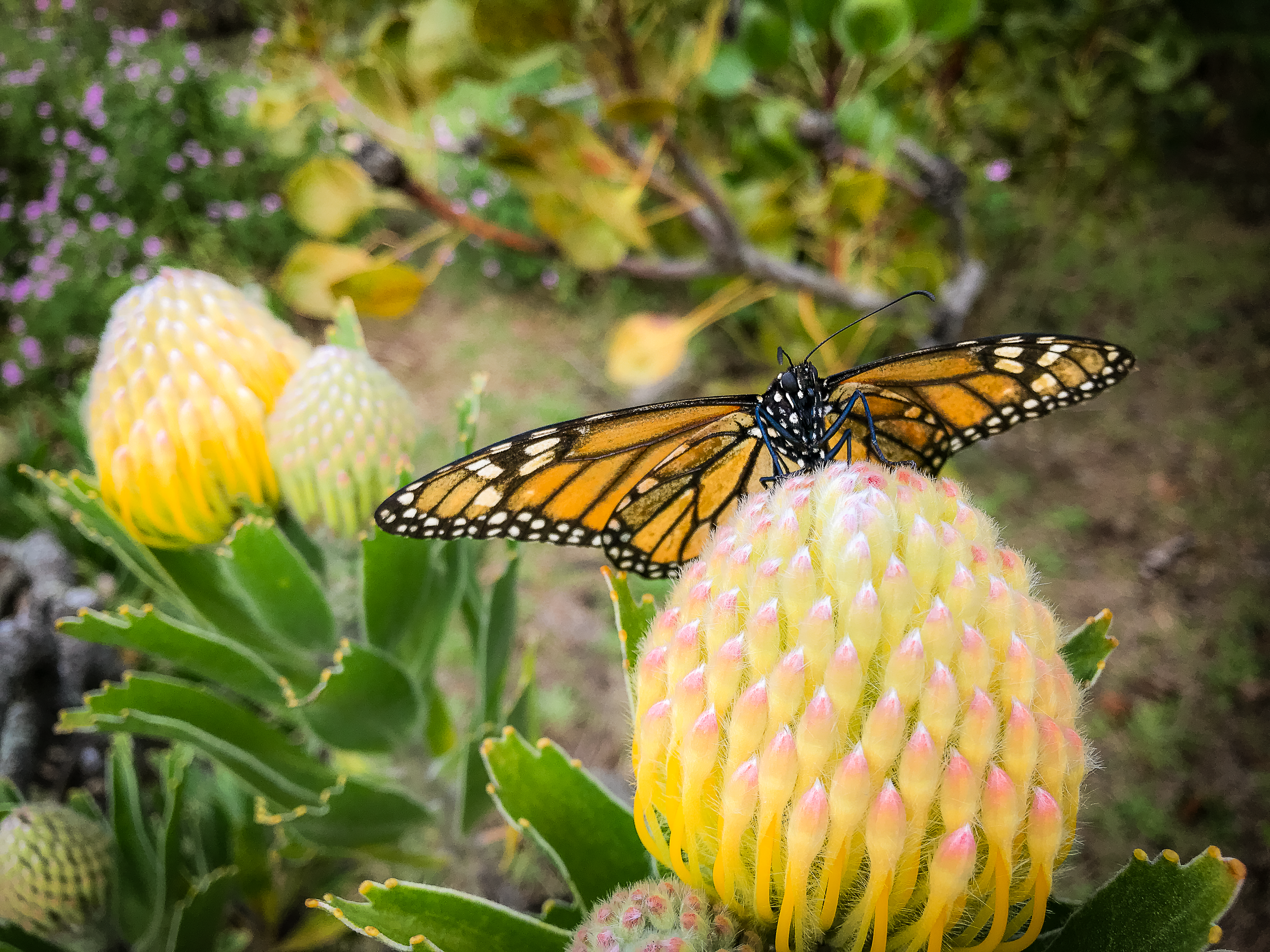 Beatrice the Butterfly - Maui Photography