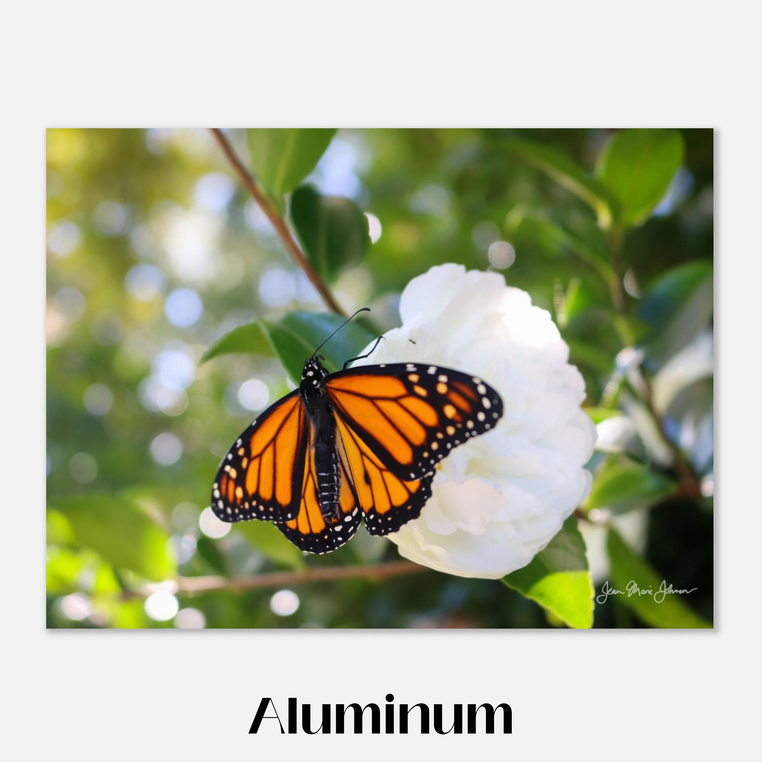 Goldenrod's First Flower - Aluminum 24x32 Inch Mockup - Chrysalis Design Studio  - Maui Photography by Jean Marie Johnson.png