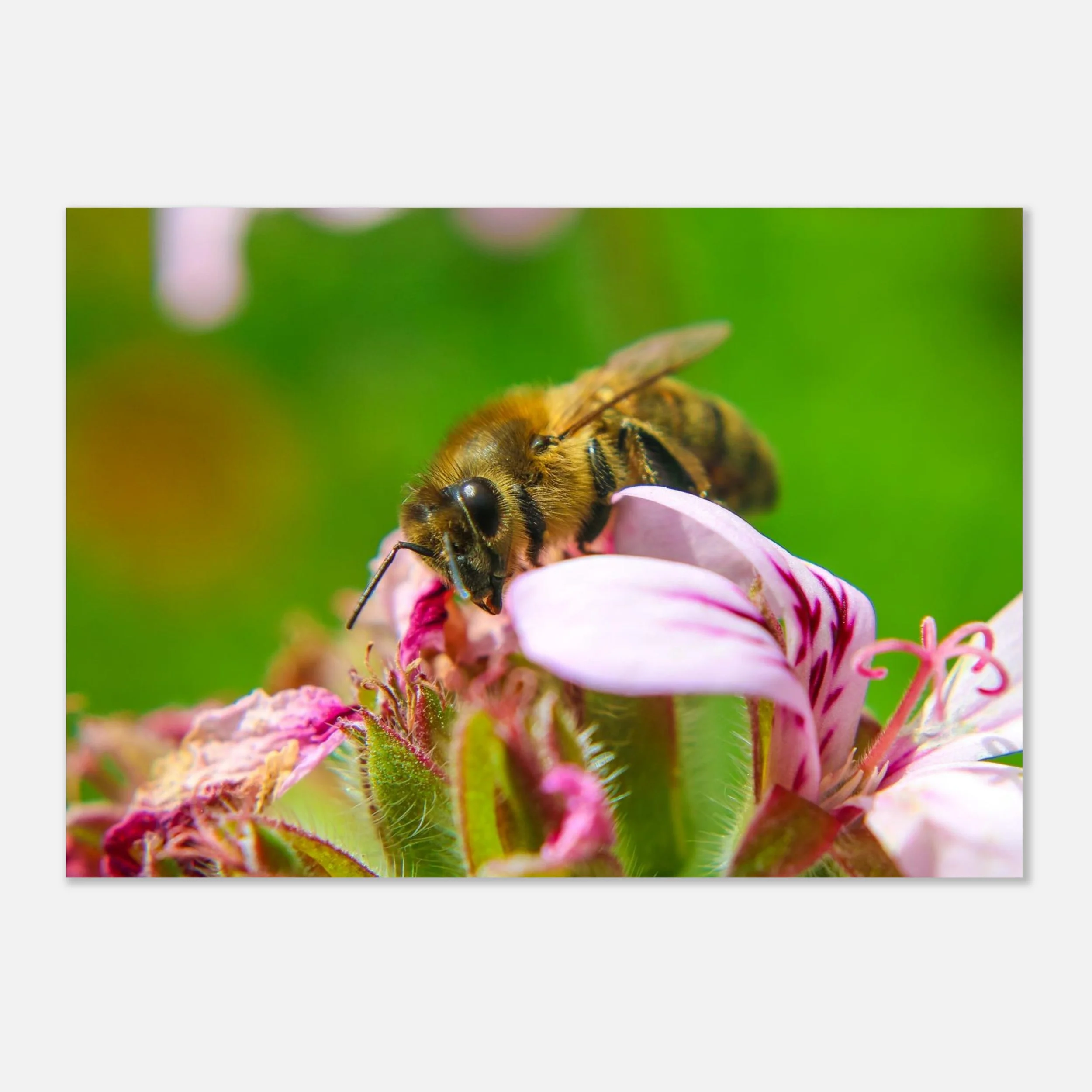 Busy Bee - Aluminum Print Mockup - 28x40 inch size - Chrysalis Design Studio - Maui Photography..jpeg