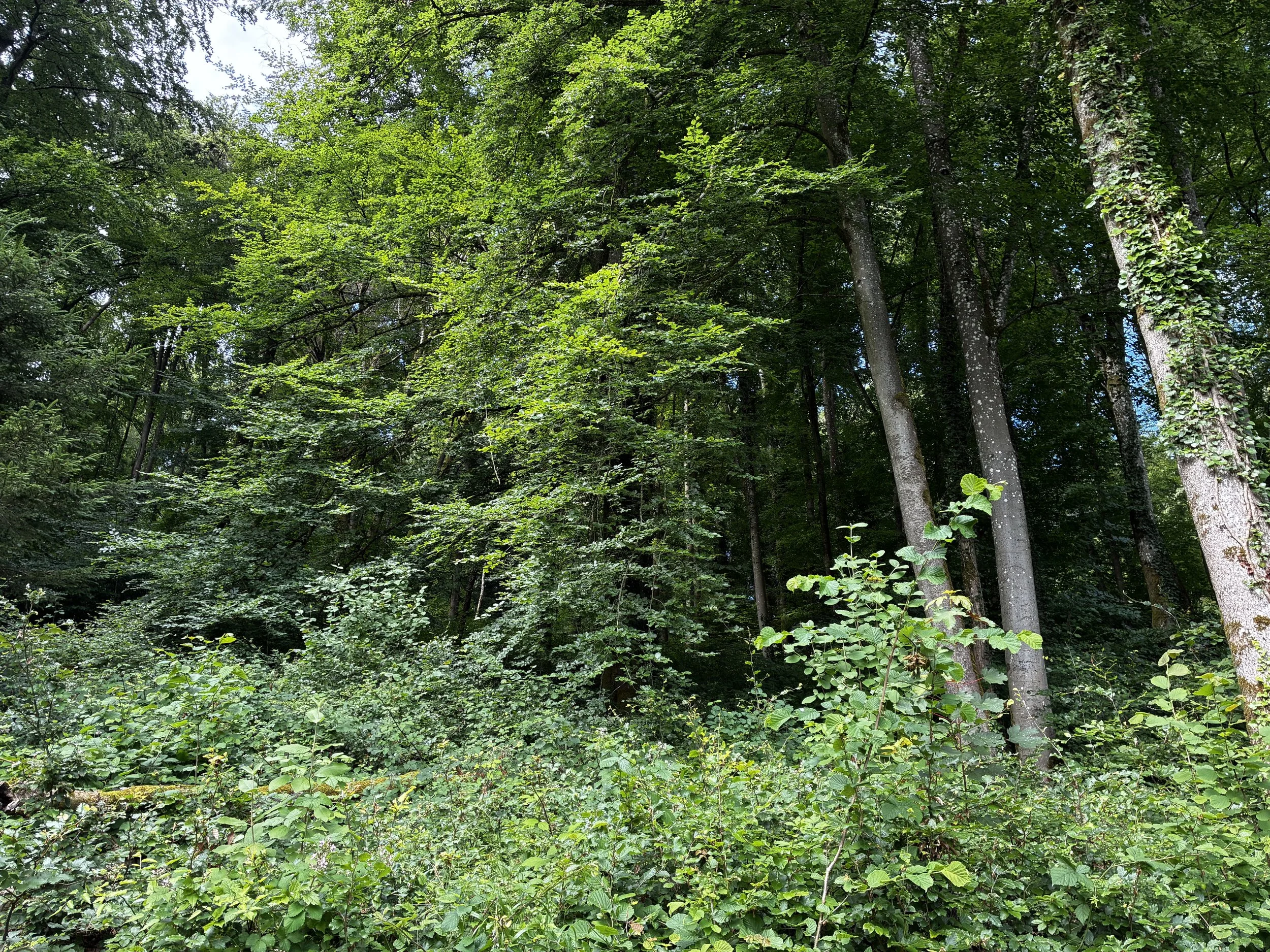 Forêt dense avec de nombreux arbres et feuillage vert