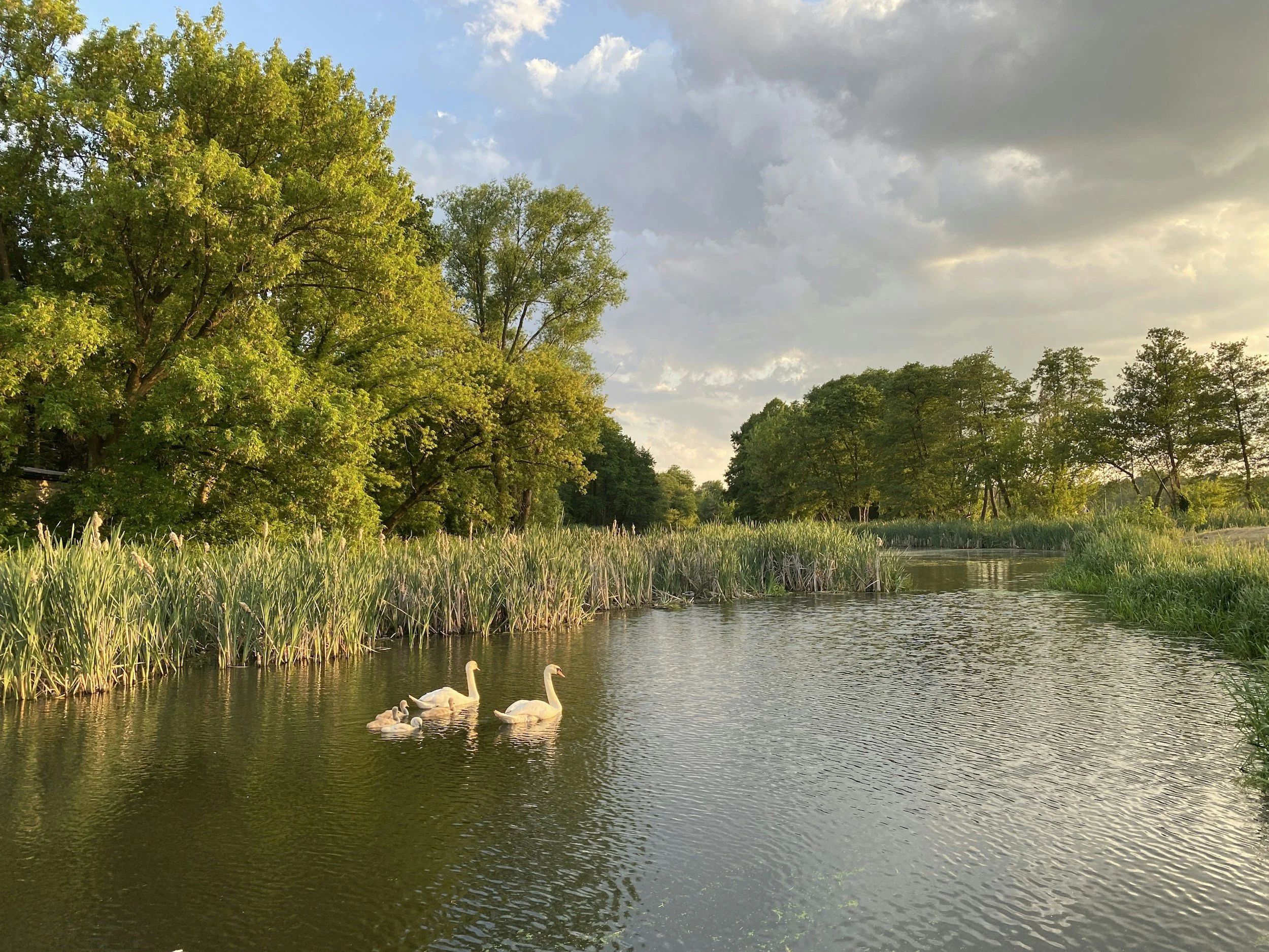 A serene scene of a river with a family of swans swimming near the shore, surrounded by green trees and a partly cloudy sky.