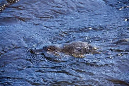 platypus.jpg