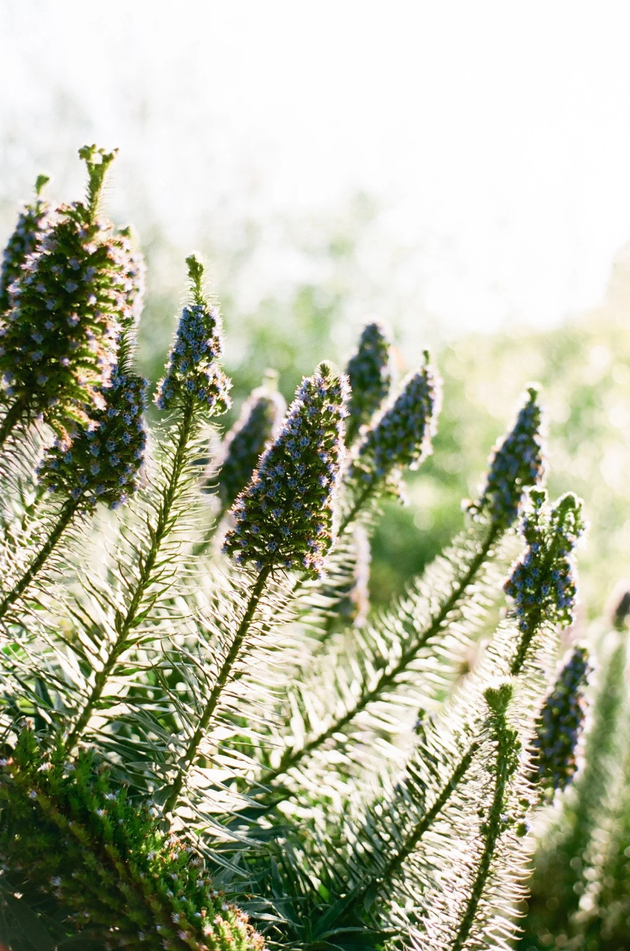 The case for good dirt…