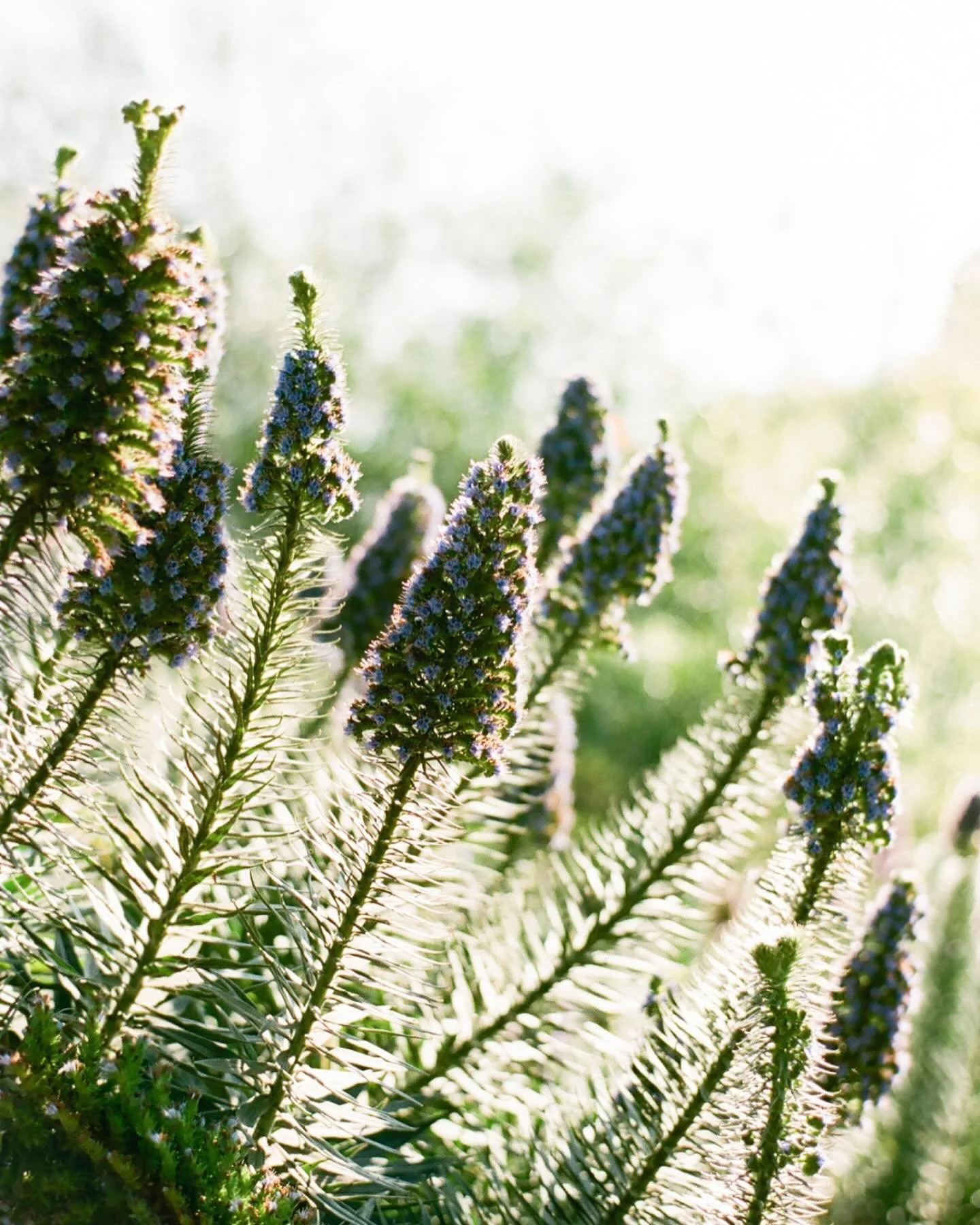 Let&rsquo;s live like flowers, wild and beautiful and drenched in the sun. - Ellen Everett