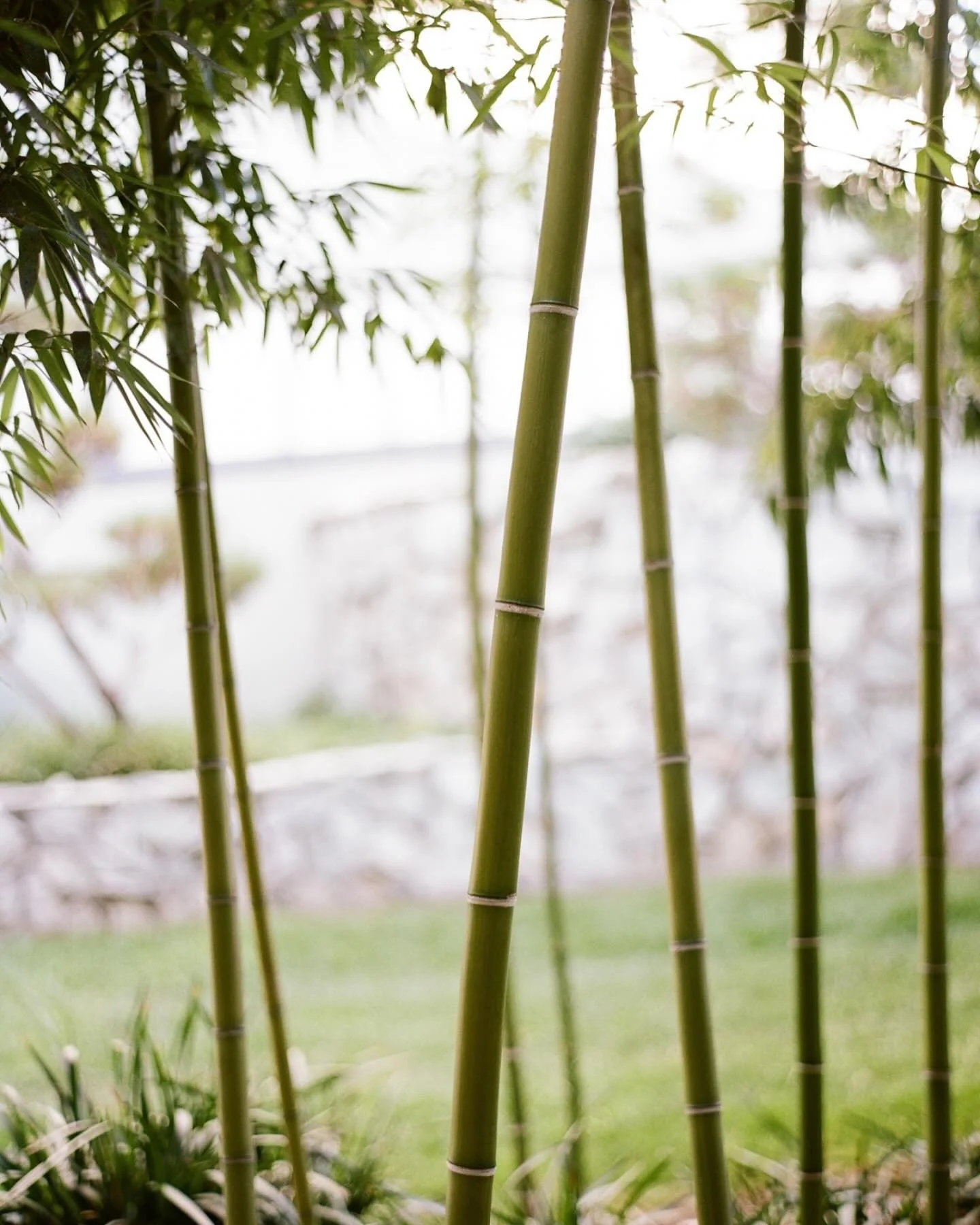 Aligned with the energy of faith, love and new beginnings.  Let&rsquo;s plant a garden. It&rsquo;s Spring.