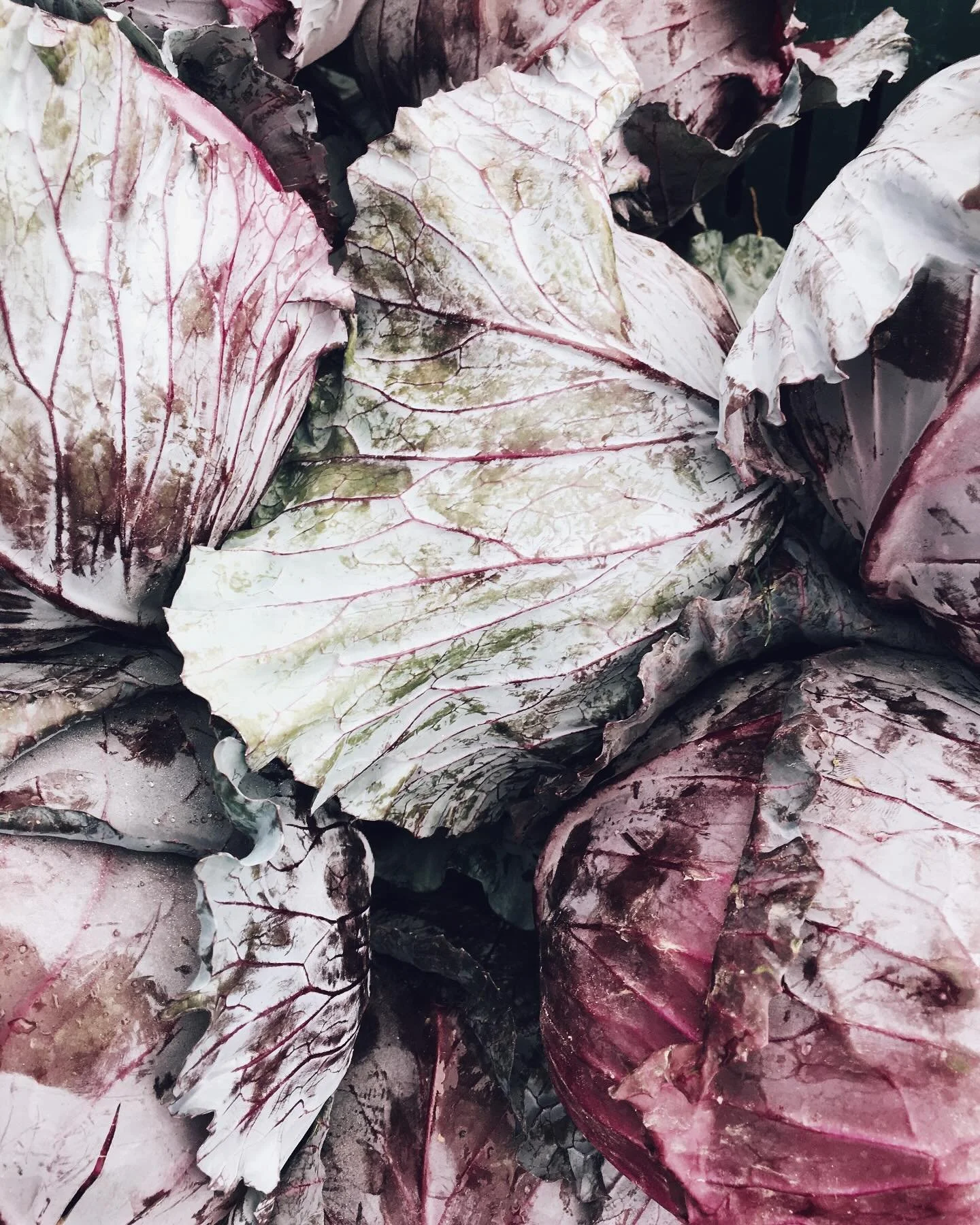 The most powerful tools of manifestation are faith and gratitude. Let&rsquo;s plant a garden. 
-SK