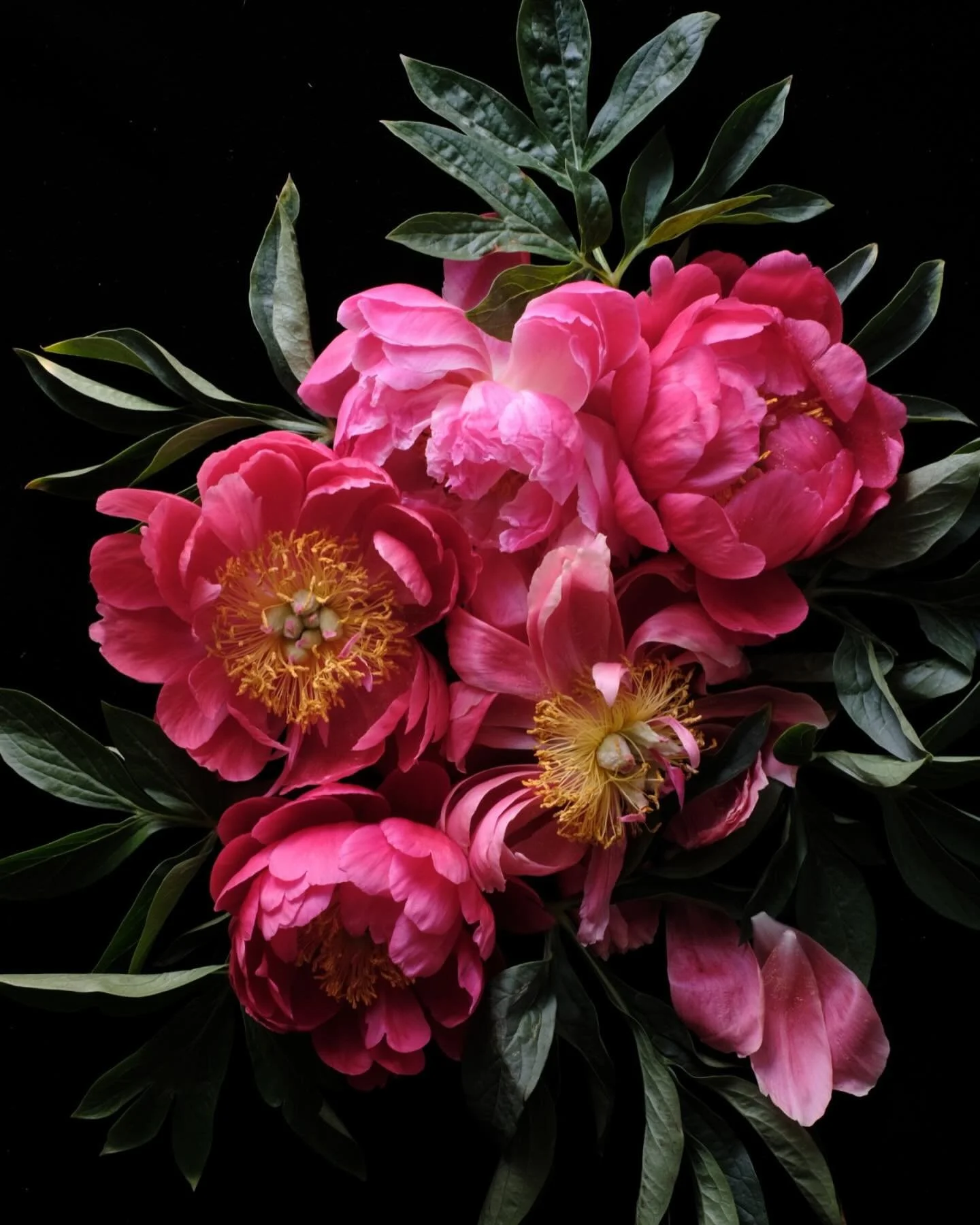 &ldquo;I must have flowers, always and always!&rdquo;
 - Claude Monet