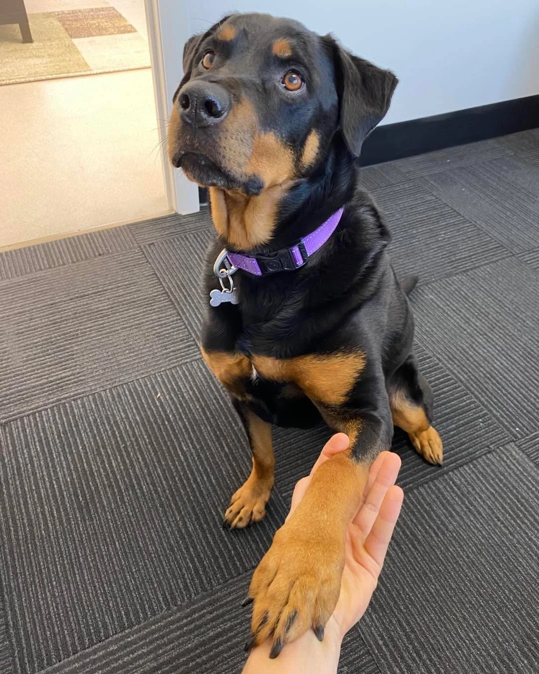 Shoog the Rottie is in house today providing all the goodest sits and pats&hellip; and drools but we won&rsquo;t hold it against her 🐕