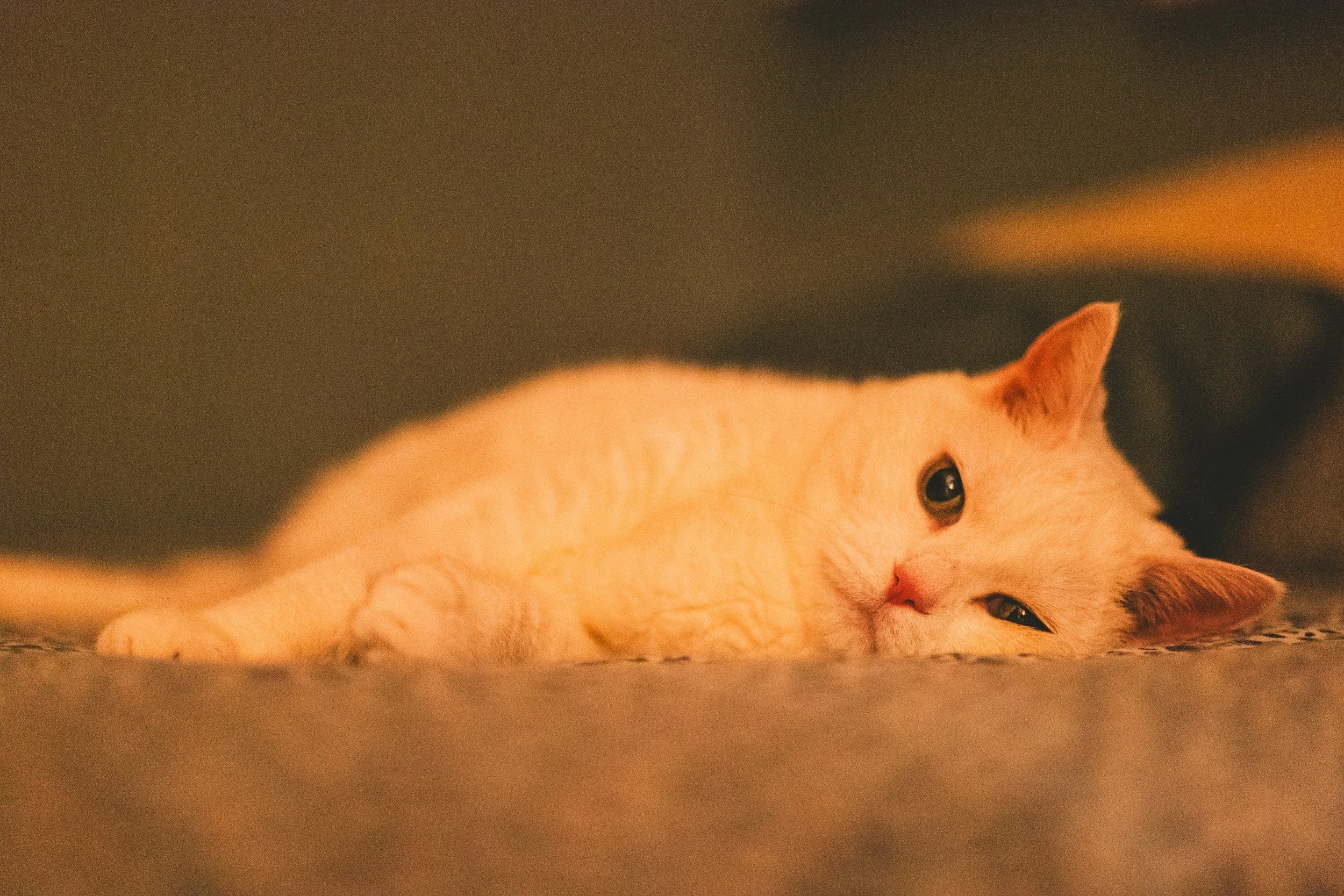 ベージュの猫が横たわっているのを見ている