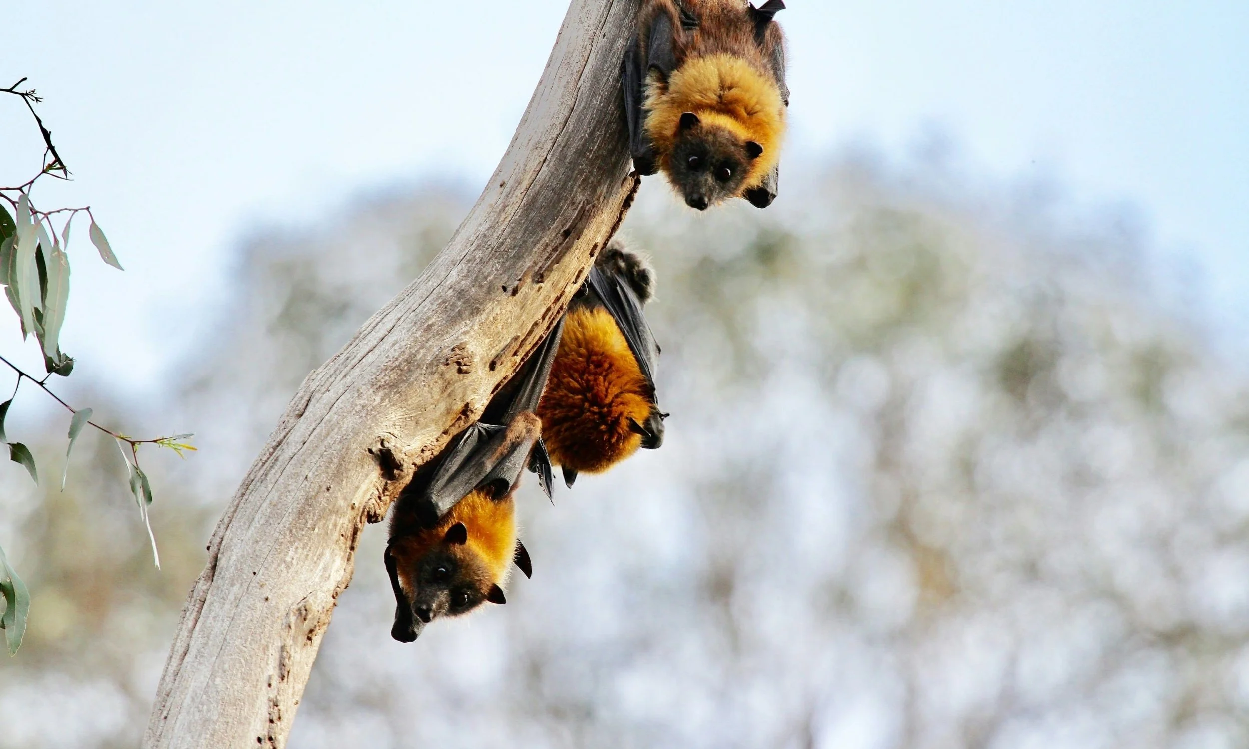 Yarra Bend Tours Flying fox colony