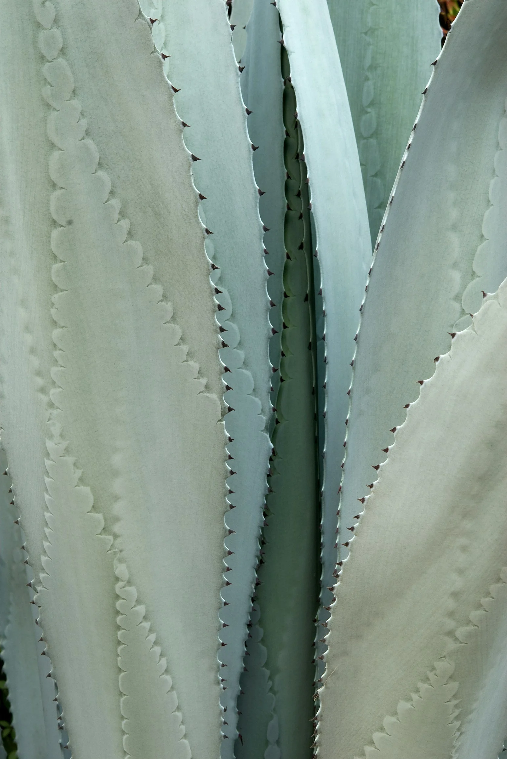 Immagine di una pianta di agave con foglie spesse e spinose di colore verde chiaro