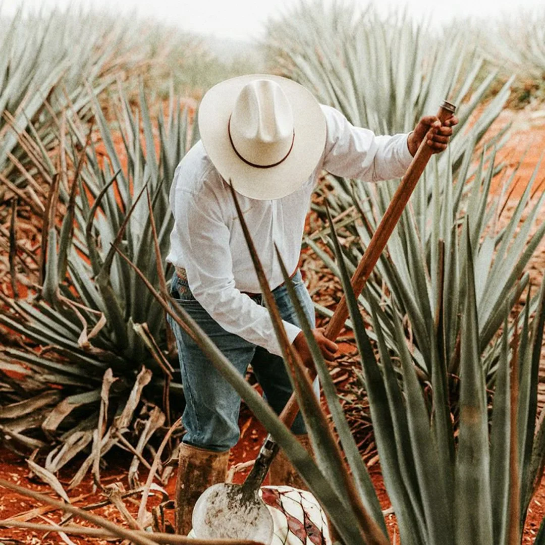 Una persona che lavora nella coltivazione dell'agave in un campo, indossa un cappello largo e stivali di gomma.