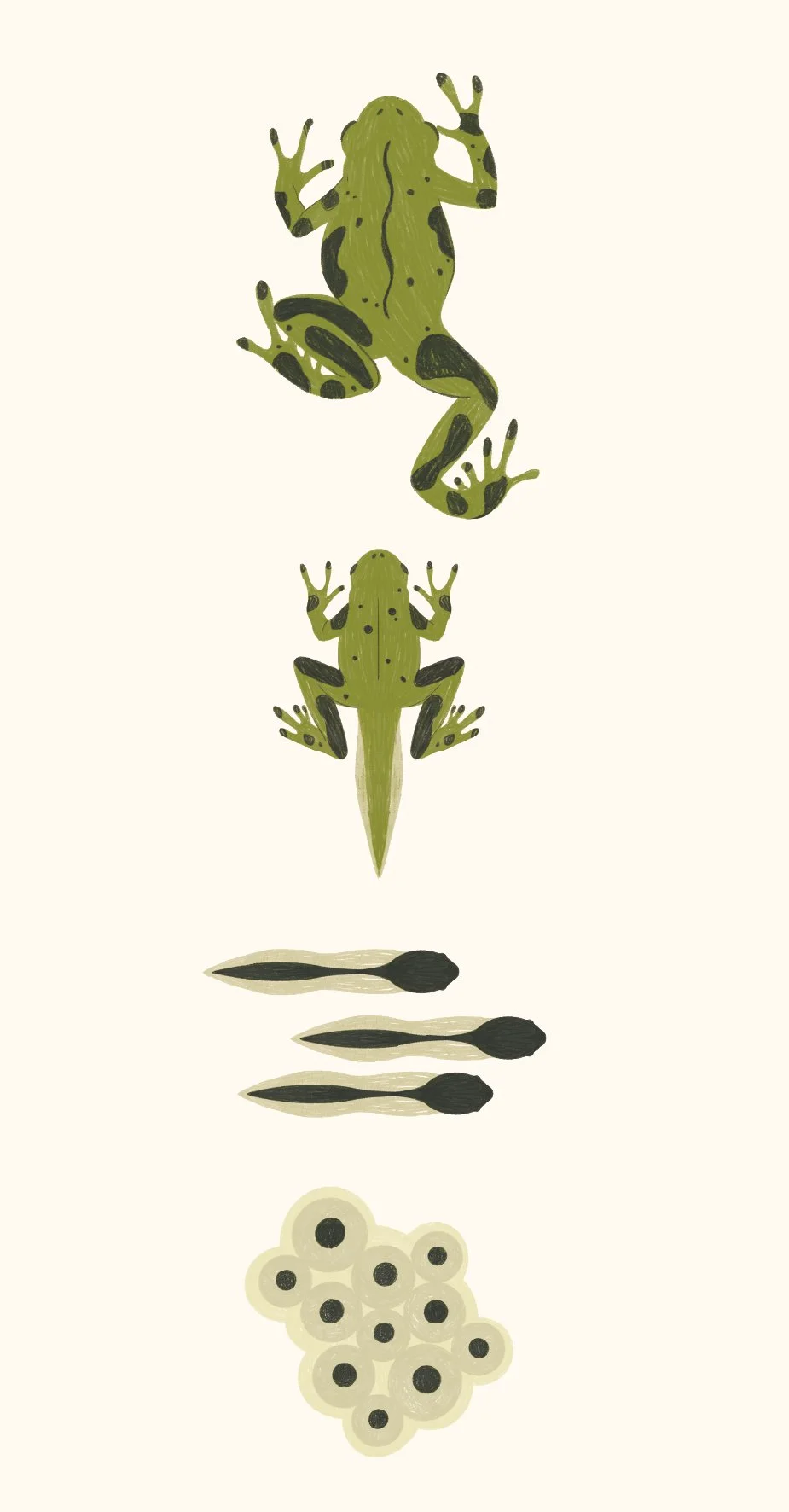 frog-06.jpg