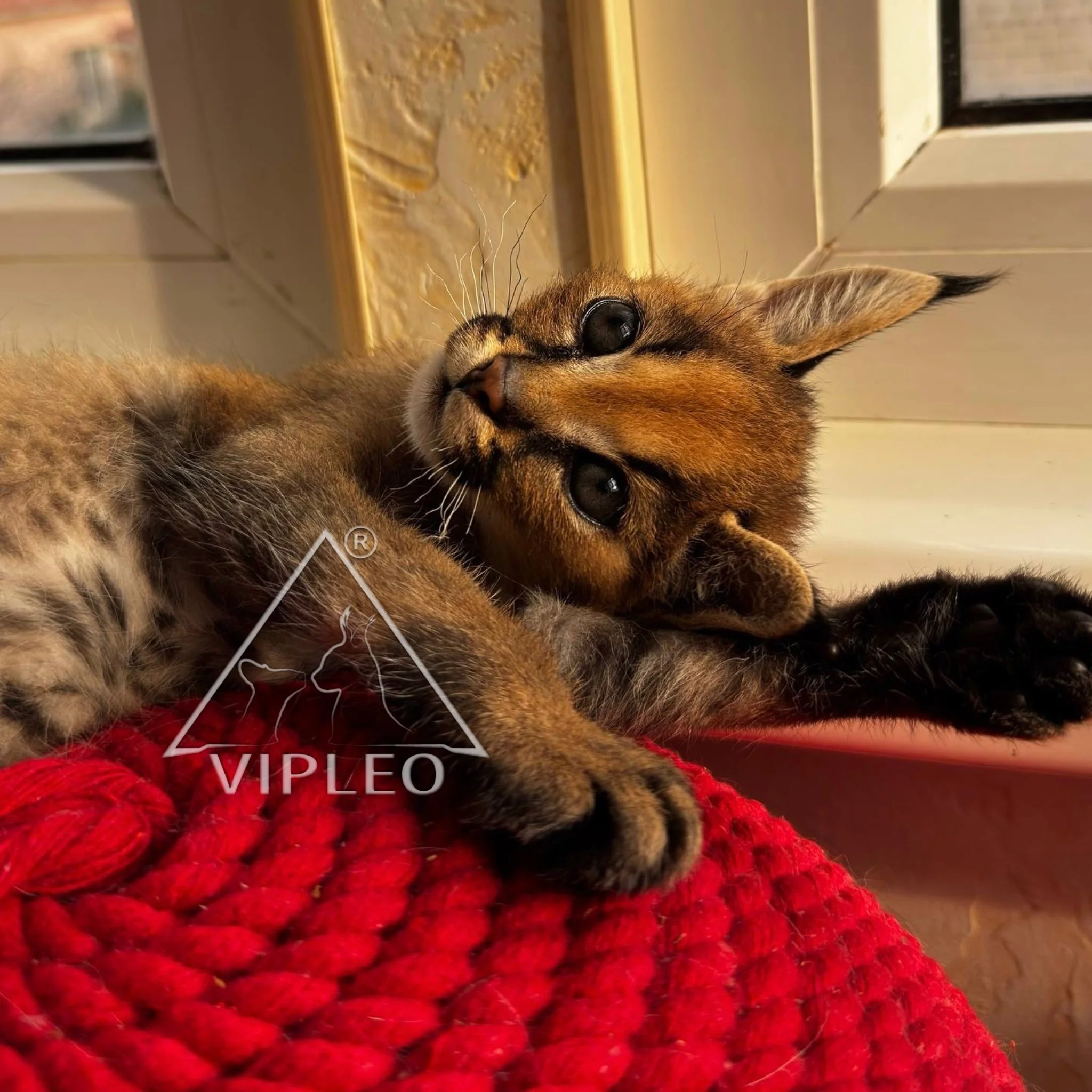 A Caracat kitten with red and white fur and distinctive spots on her muzzle.