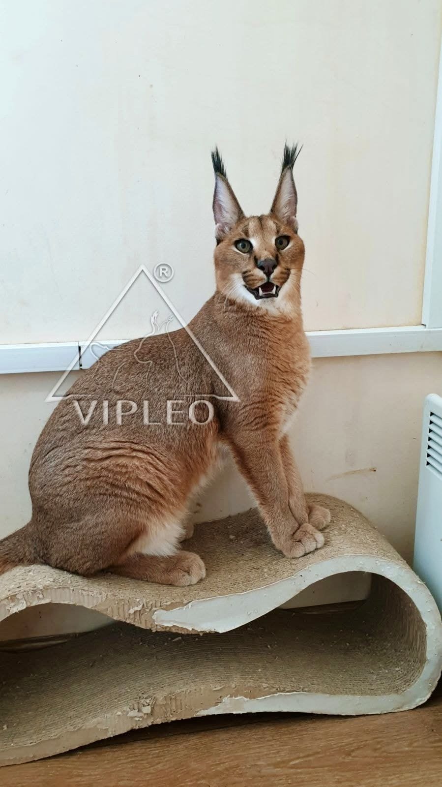 Caracal Malysh perched on scratching post — playful and expressive foundation male for F1 Caracat breeding at VIPLEO
