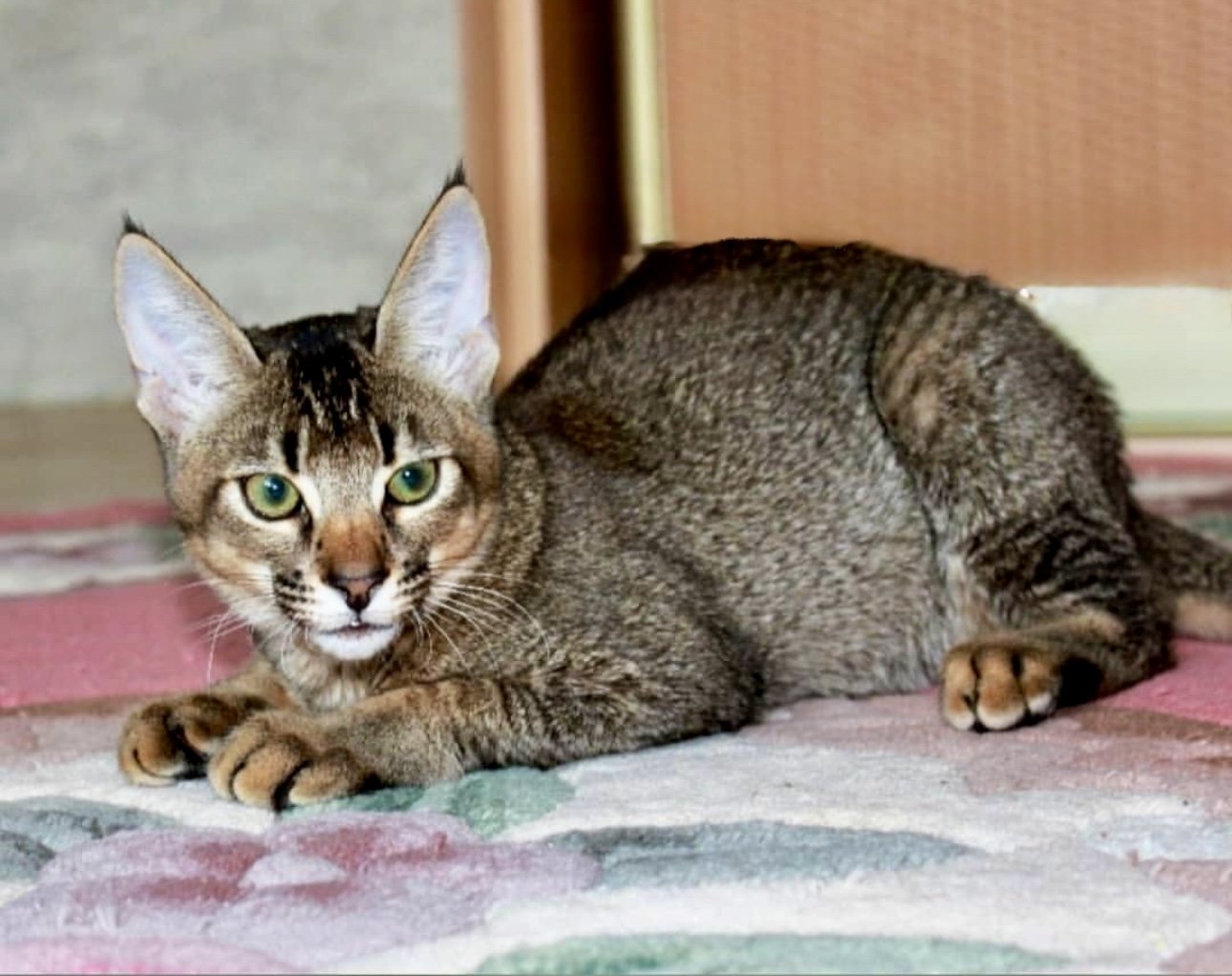 Caracat F3 kitten with 12.5% caracal blood lying on a carpet and looking forward — calm and confident early-generation hybrid raised at VIPLEO