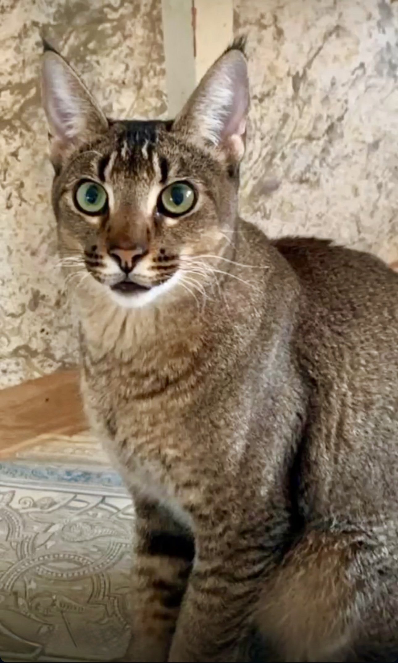 Caracat F3 female with 12.5% caracal blood sitting on a carpet — excellent wild type and calm demeanor of a home-raised early-generation hybrid from VIPLEO