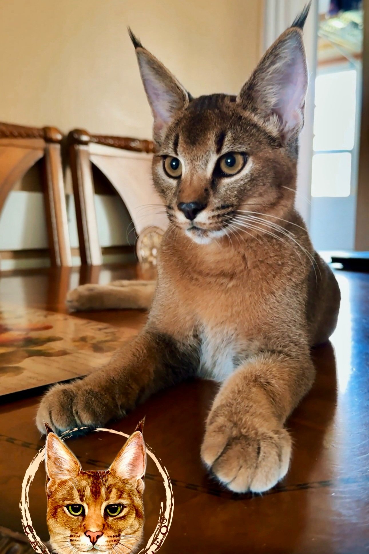 Caracat F1 kitten Lucky with 50% caracal blood lying on a table, head turned to the side, showing her wild profile — VIPLEO