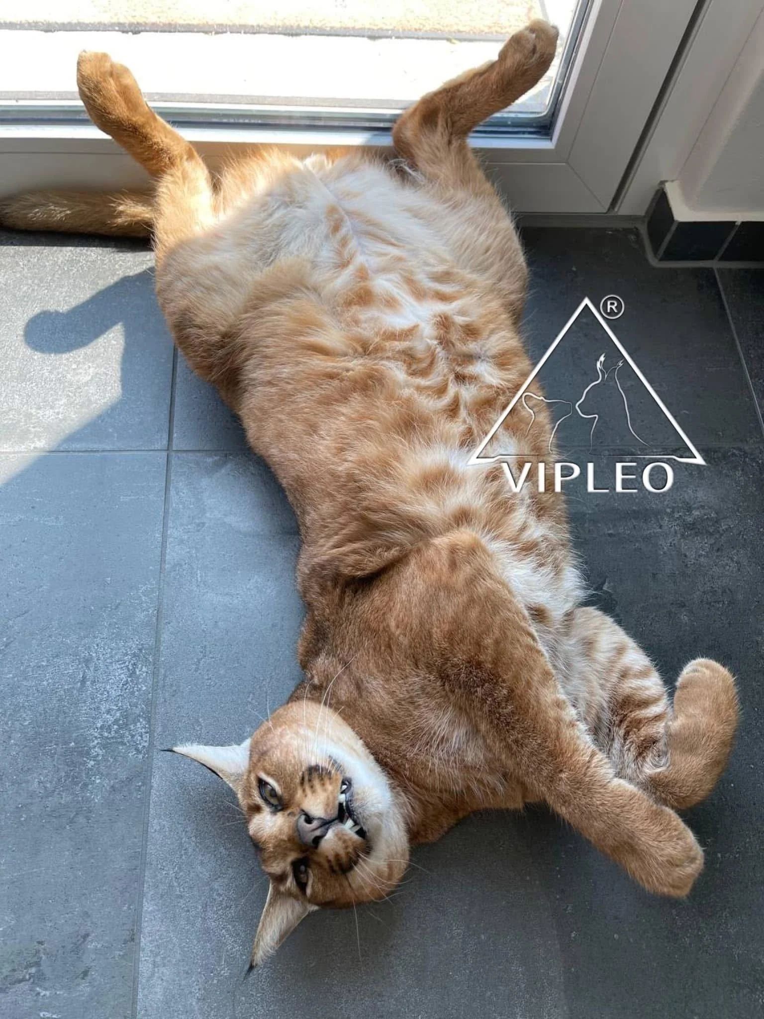 The world’s first Caracat F1HP male with 75% caracal blood lying on his back — relaxed pose inherited from caracals, showing trust and social adaptation at VIPLEO