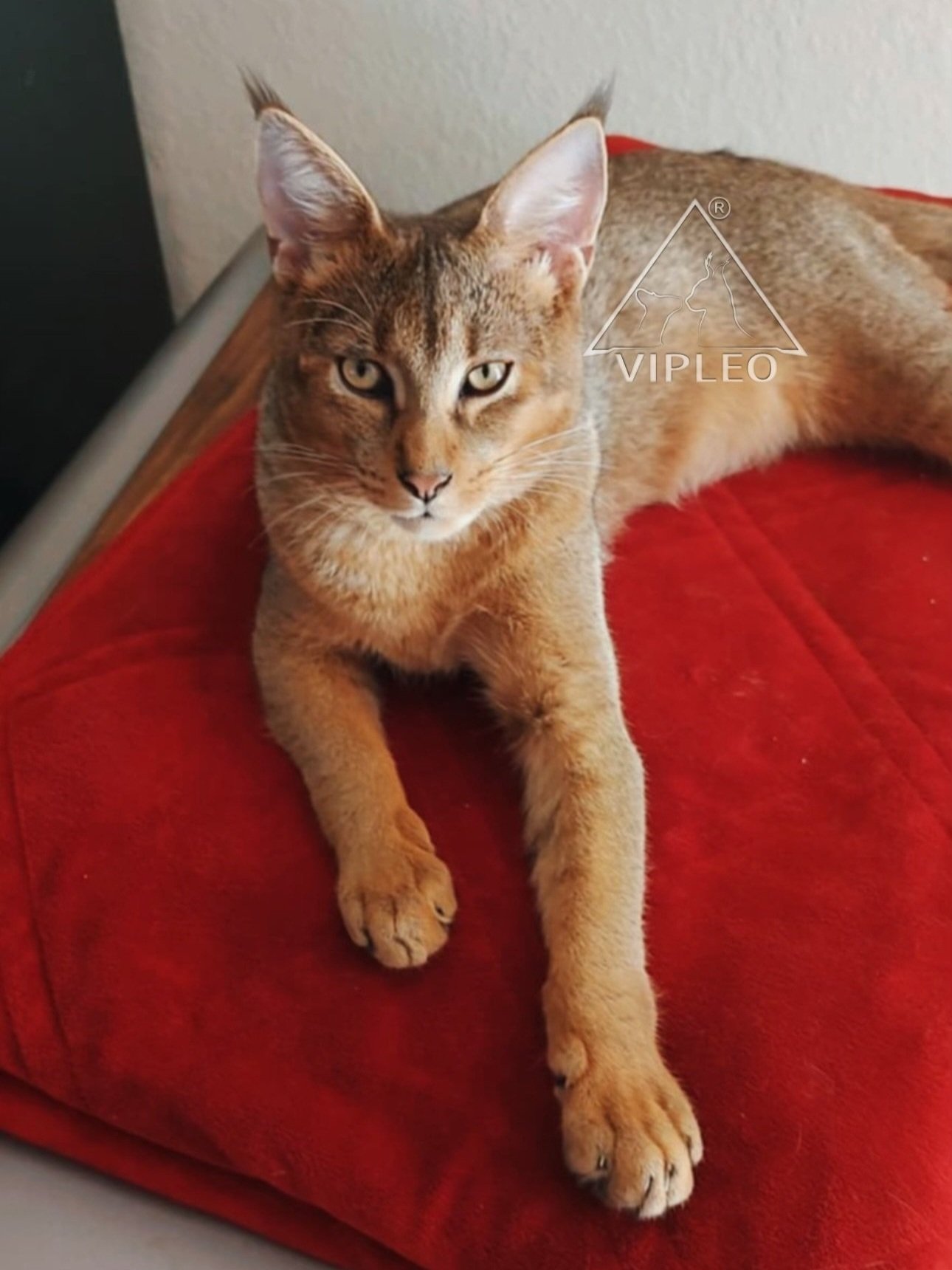 Young Caracat F2 male with 25% caracal blood relaxing on his bed in his new home — VIPLEO graduate showing calm temperament and strong hybrid features