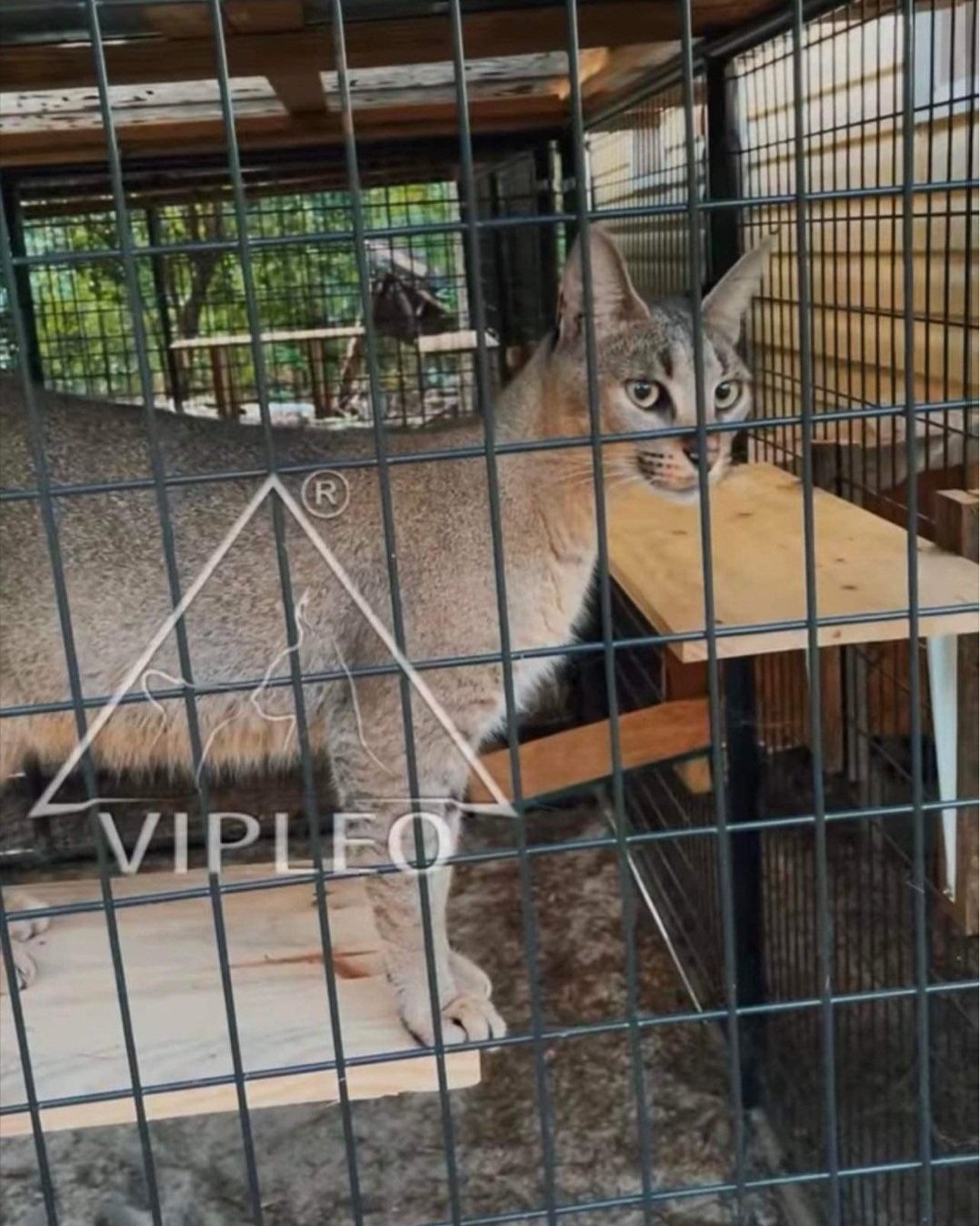 Caracat F2 female with 25% caracal blood exploring her outdoor enclosure — active and confident hybrid enjoying structured free time at VIPLEO