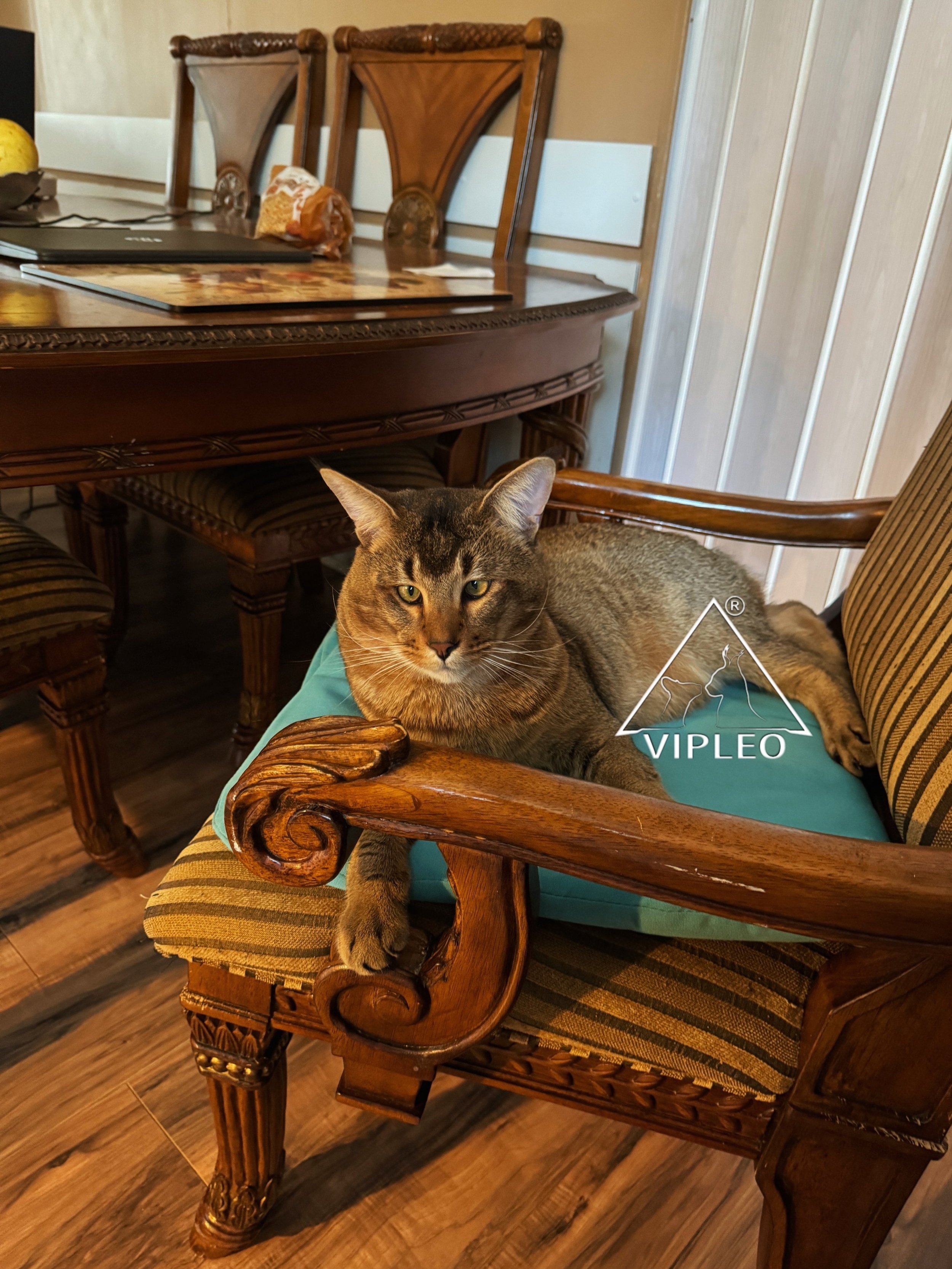 Caracat F5 with 3.125% caracal blood lounging freely on a kitchen chair — relaxed and well-socialized hybrid enjoying everyday home life at VIPLEO