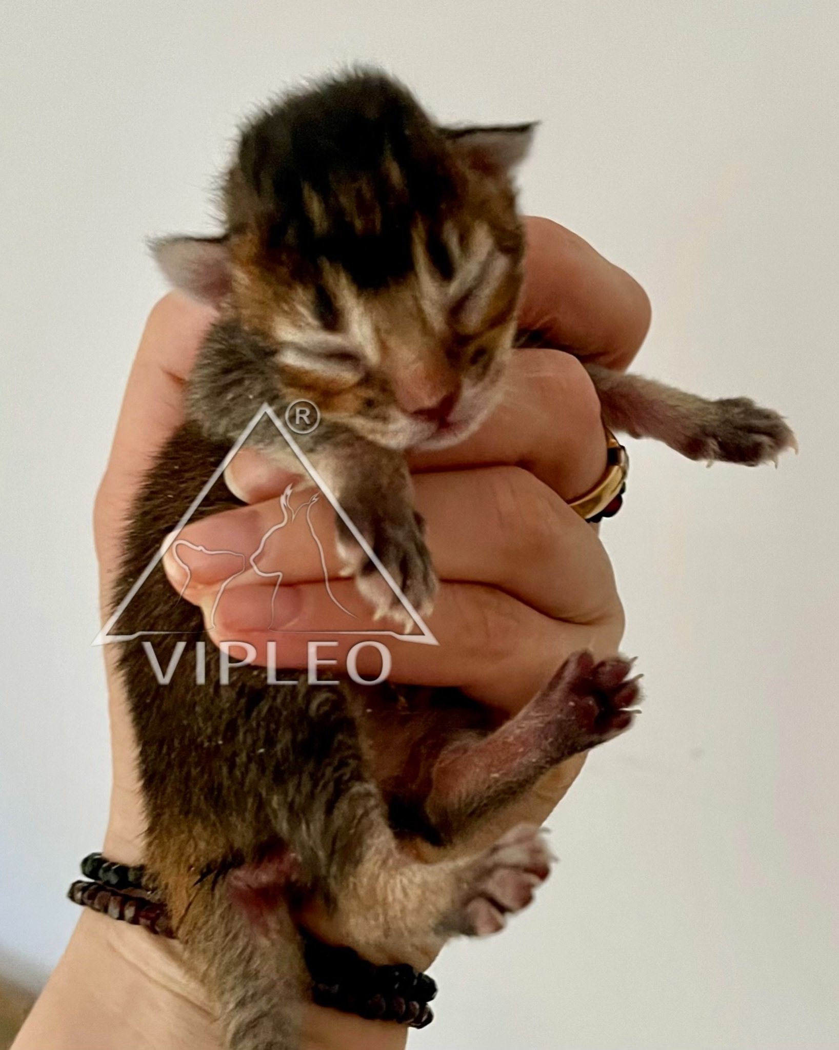 Breeder Ganna Kuzmina holding a newborn Caracat F5 kitten with 3.125% caracal blood — only a few days old, eyes closed, representing the start of a new generation at VIPLEO
