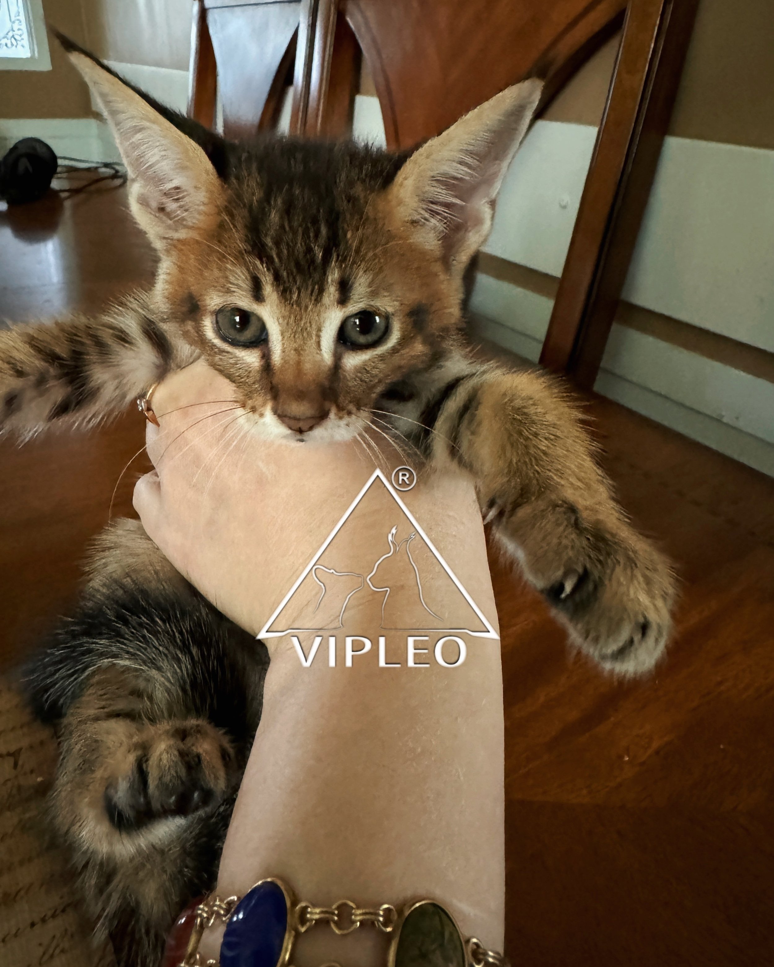 Breeder Ganna Kuzmina holding a Caracat F5 kitten with 3.125% caracal blood — early-generation hybrid showing gentle temperament and human bonding at VIPLEO