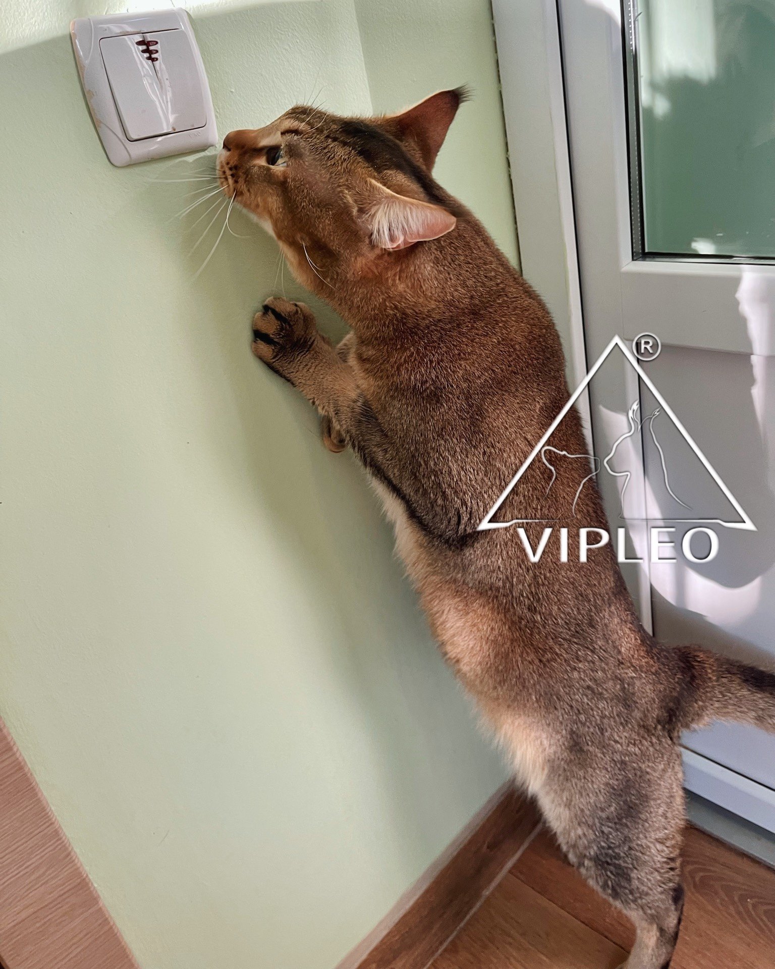 The same Caracat F5 male with 3.125% caracal blood reaching up toward a wall outlet from a different angle — highlighting body length and alert posture of a social hybrid at VIPLEO