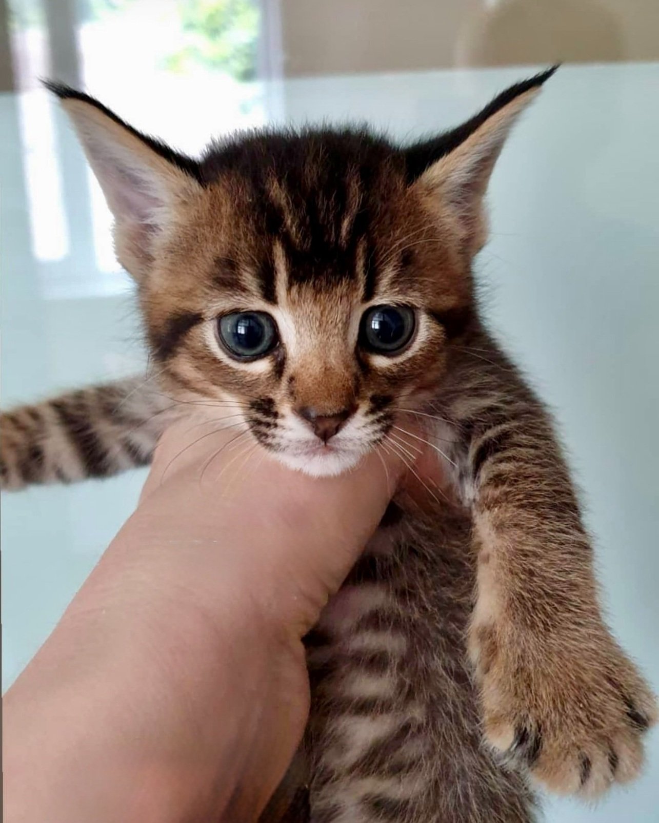 Breeder Ganna Kuzmina holding a Caracat F3 female kitten with 12.5% caracal blood in one hand — well-socialized and trusting early-generation hybrid, bred at VIPLEO